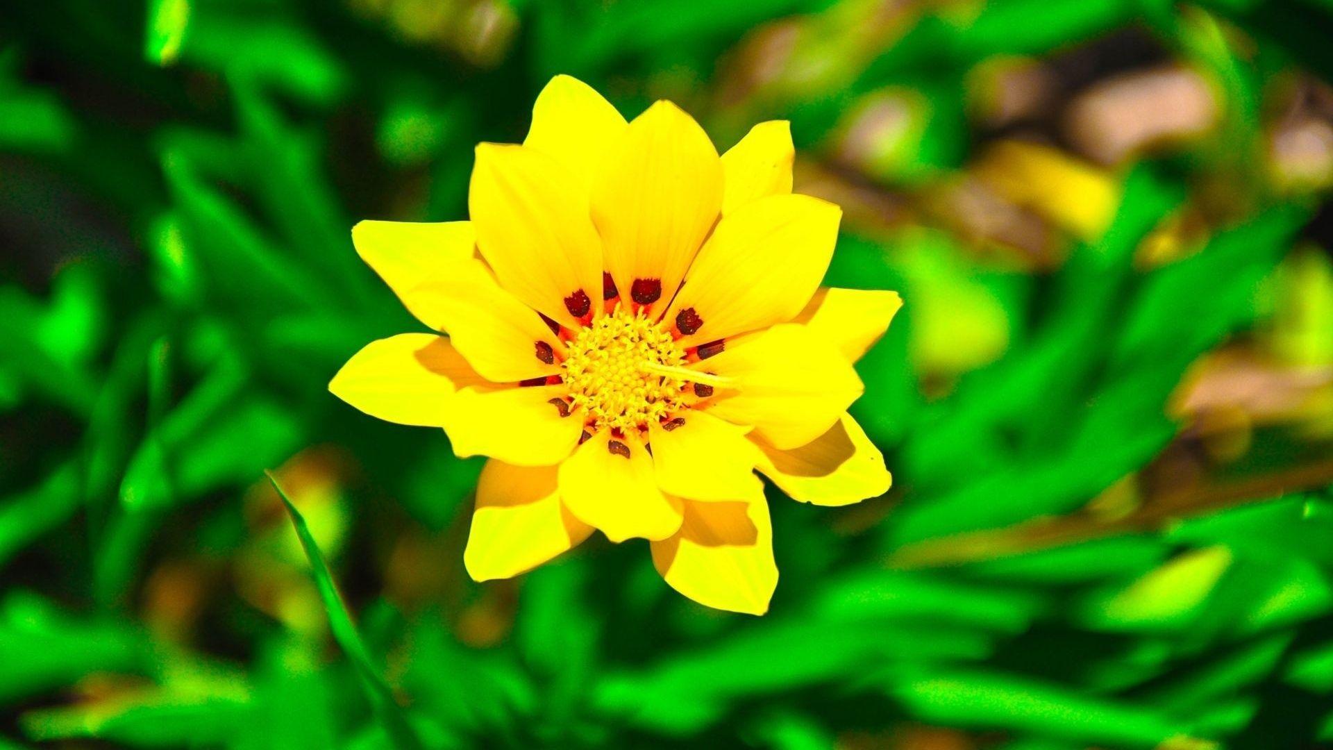 1920x1080 Free download Wallpaper Flowers Yellow Flowers Wallpaper [1920x1080] for your Desktop, Mobile & Tablet. Explore The Yellow Wallpaper Facts. The Yellow Wallpaper Shmoop, The Yellow Wallpaper Historical Analysis, The