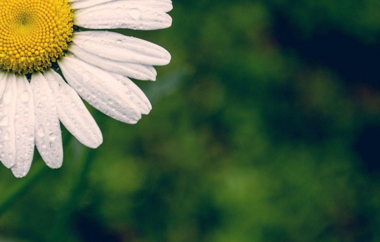1332x850 Wallpaper white, flower, flowers, widescreen, Wallpaper, petals, Daisy, wallpaper, flower, green background, widescreen, background, full screen, HD wallpaper, flower, widescreen image for desktop, section цветы