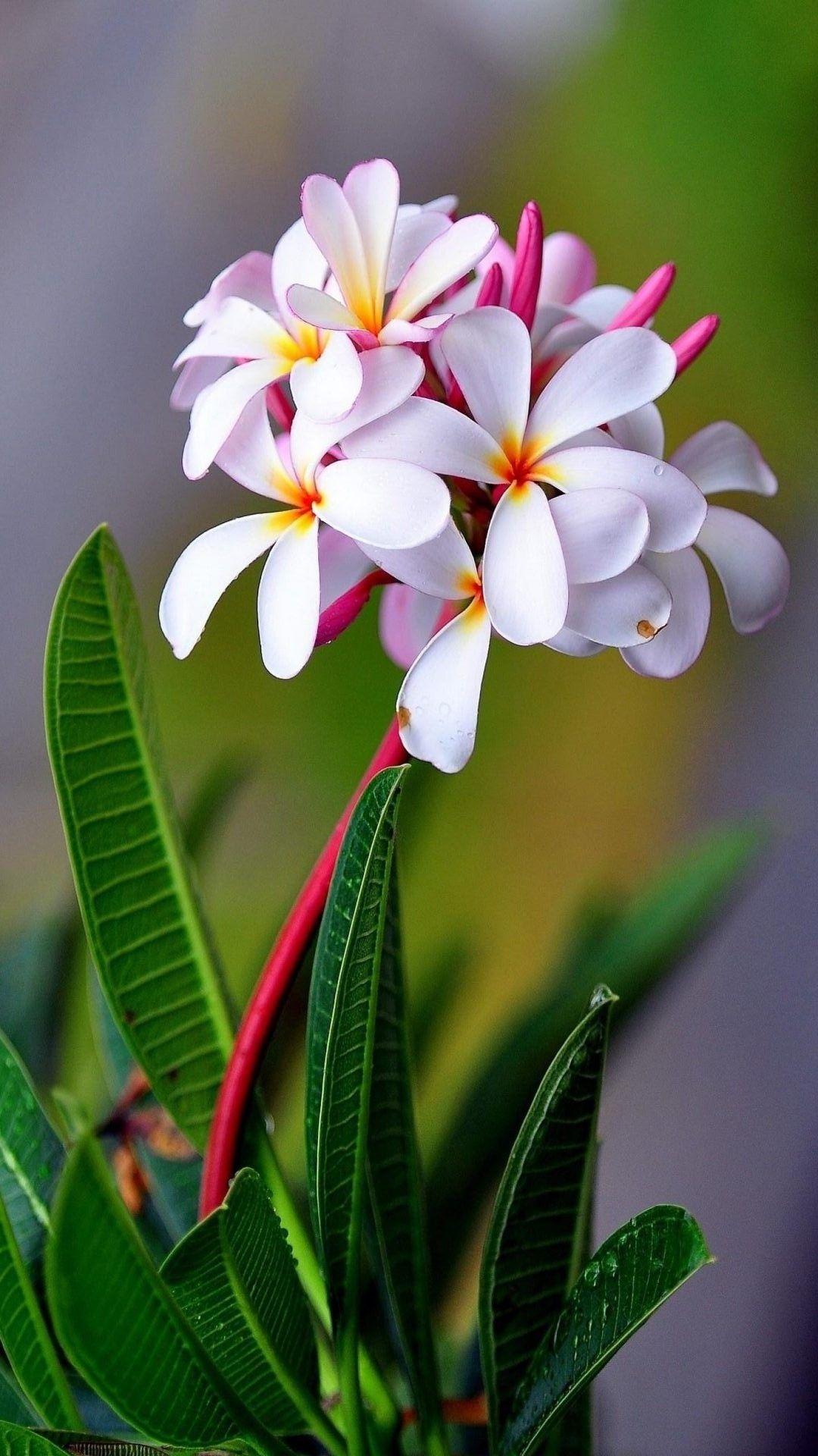 1080x1920 Wallpaper White Flower Mobile Cute Wallpaper