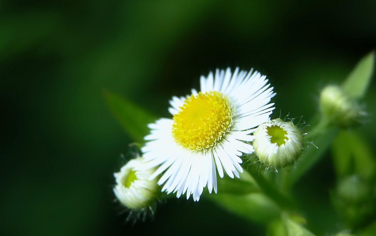 Green and White Flowers Wallpapers - Top Free Green and White Flowers ...