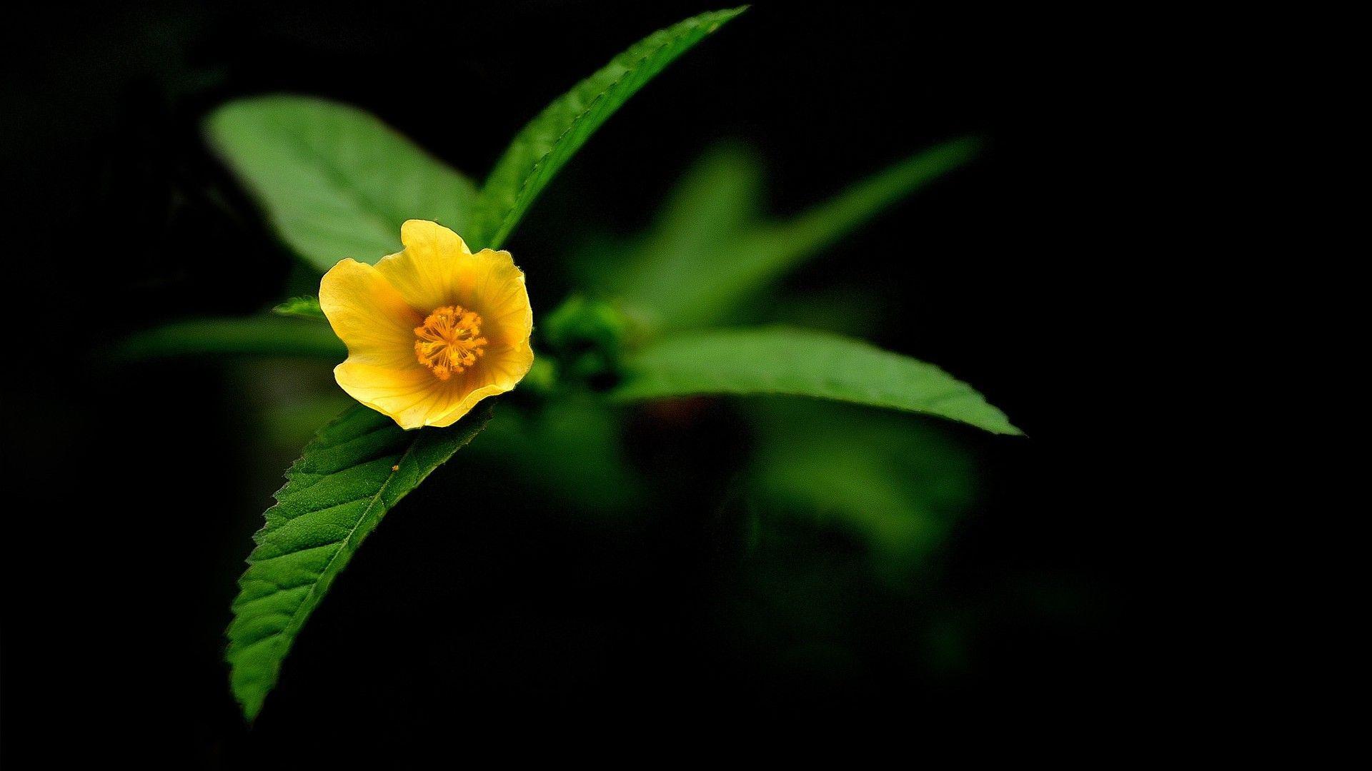 1920x1080 Yellow Flower Wallpaper