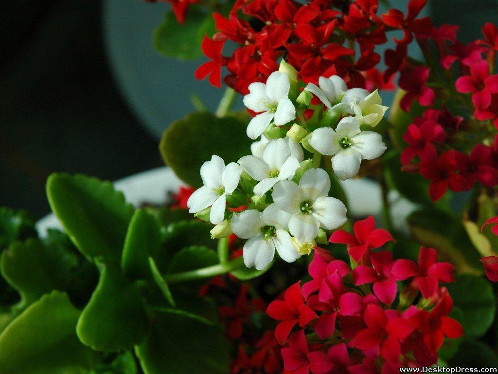 1024x768 Desktop Wallpaper Flowers Background Red White Flowers