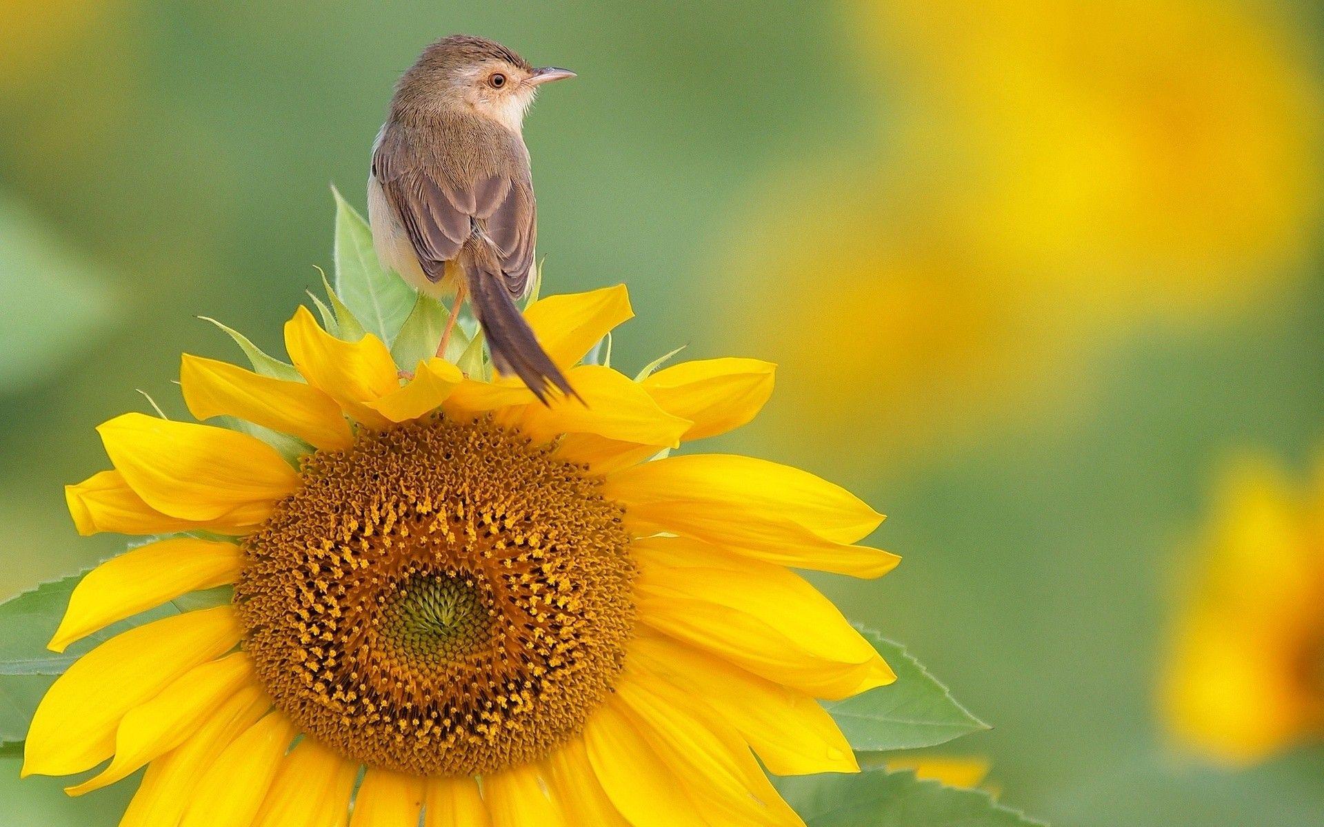 1920x1200 Hd Flowers Wallpaper Flowers With Birds Wallpaper & Background Download