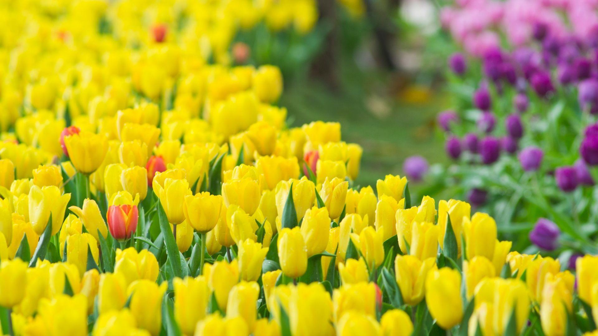 1920x1080 Not Found. Yellow tulips, Tulips flowers, Yellow flower wallpaper