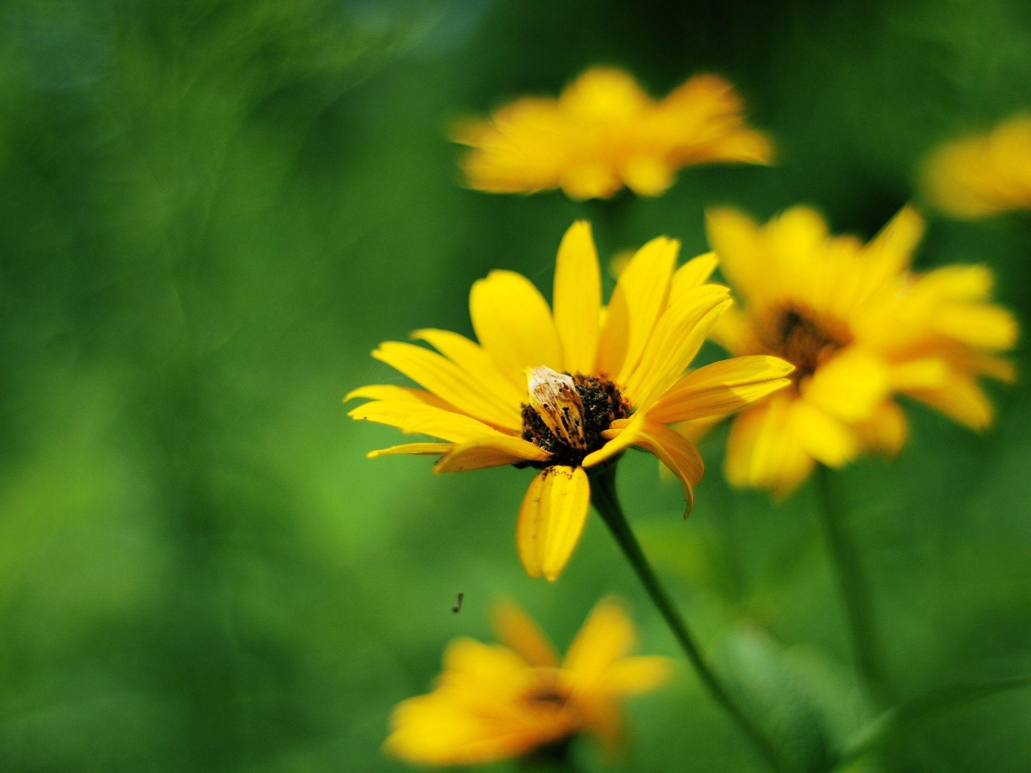 2048x1536 Yellow flowers Wallpaper