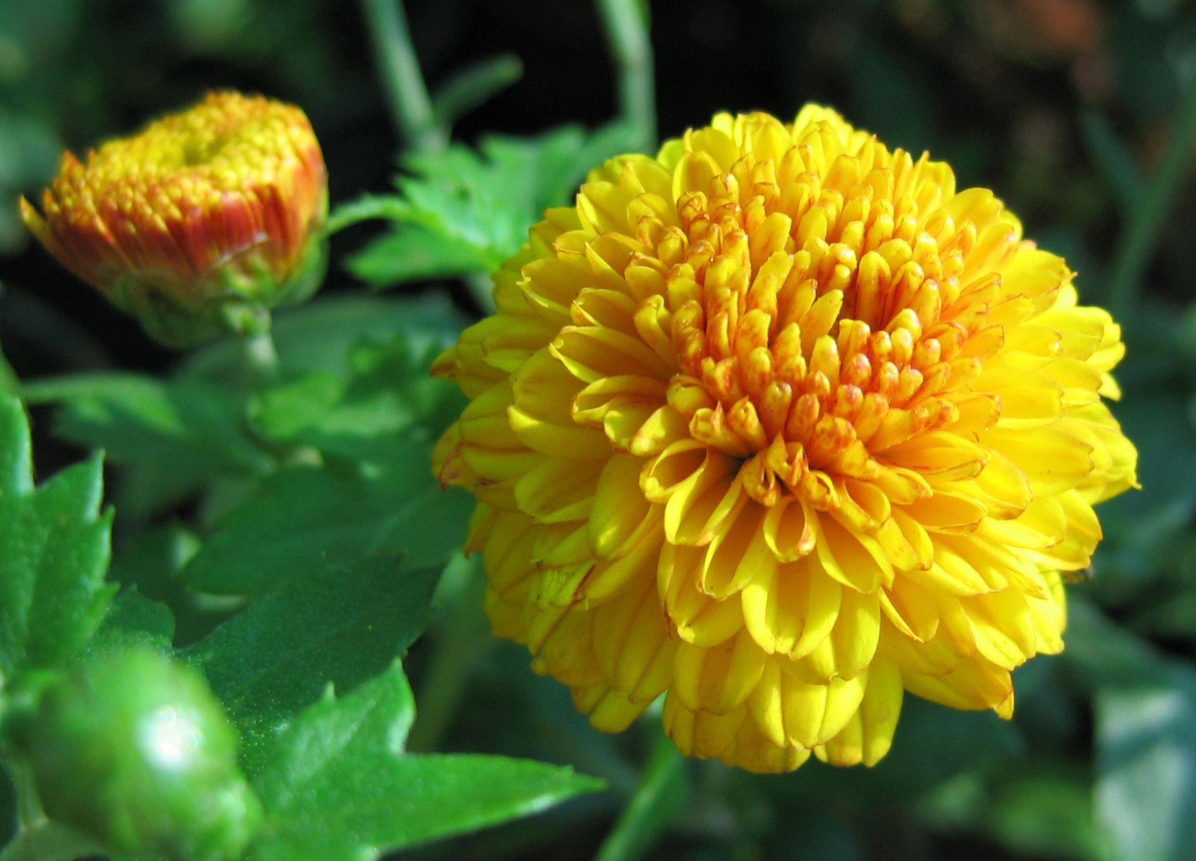 1746x1257 Free photo: Yellow Flowers, Blossom, Flowers