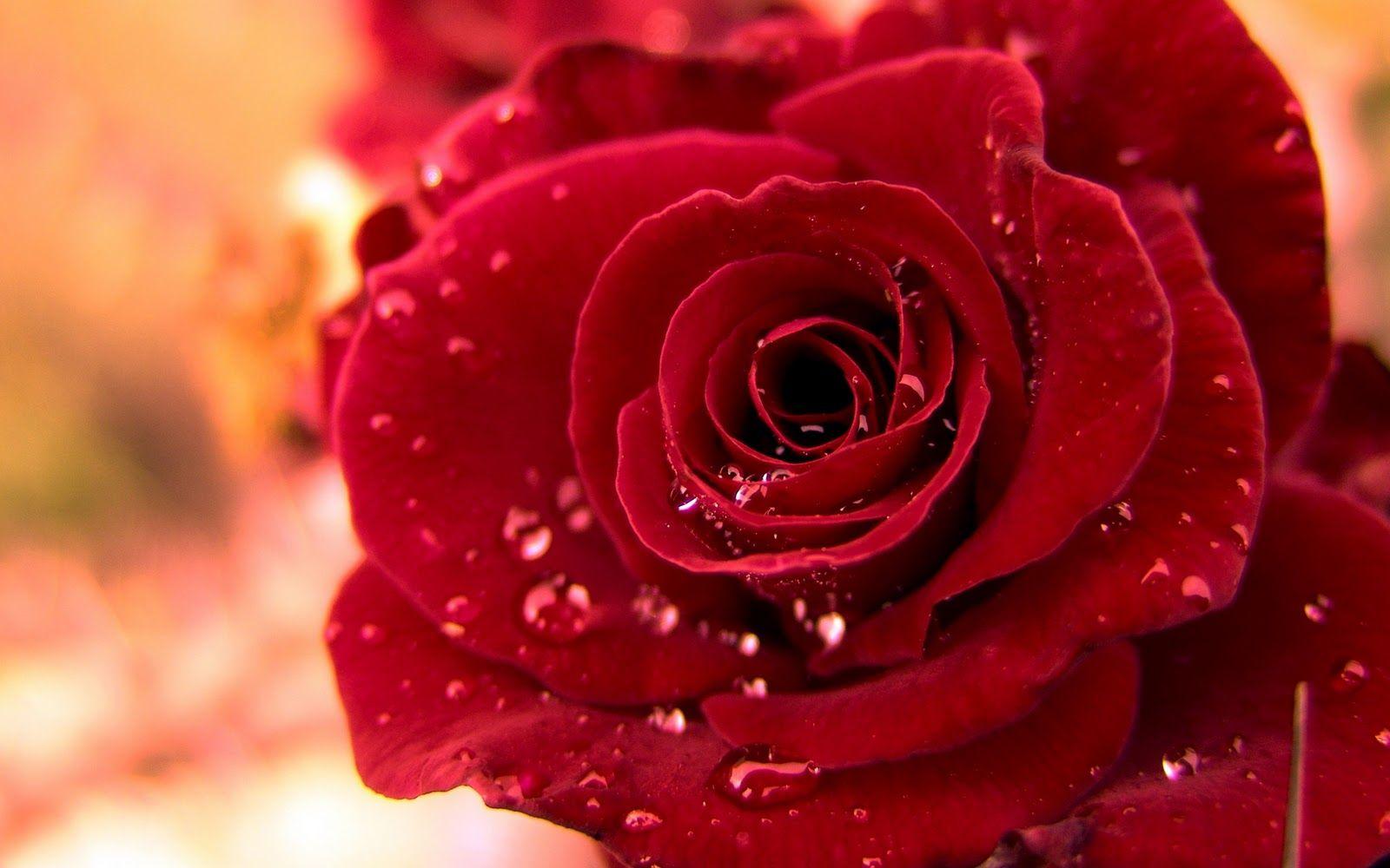 1600x1000 Jannat's Favourite Photohop Tutorials: Attractive Floral Wallpaper That blows your heart