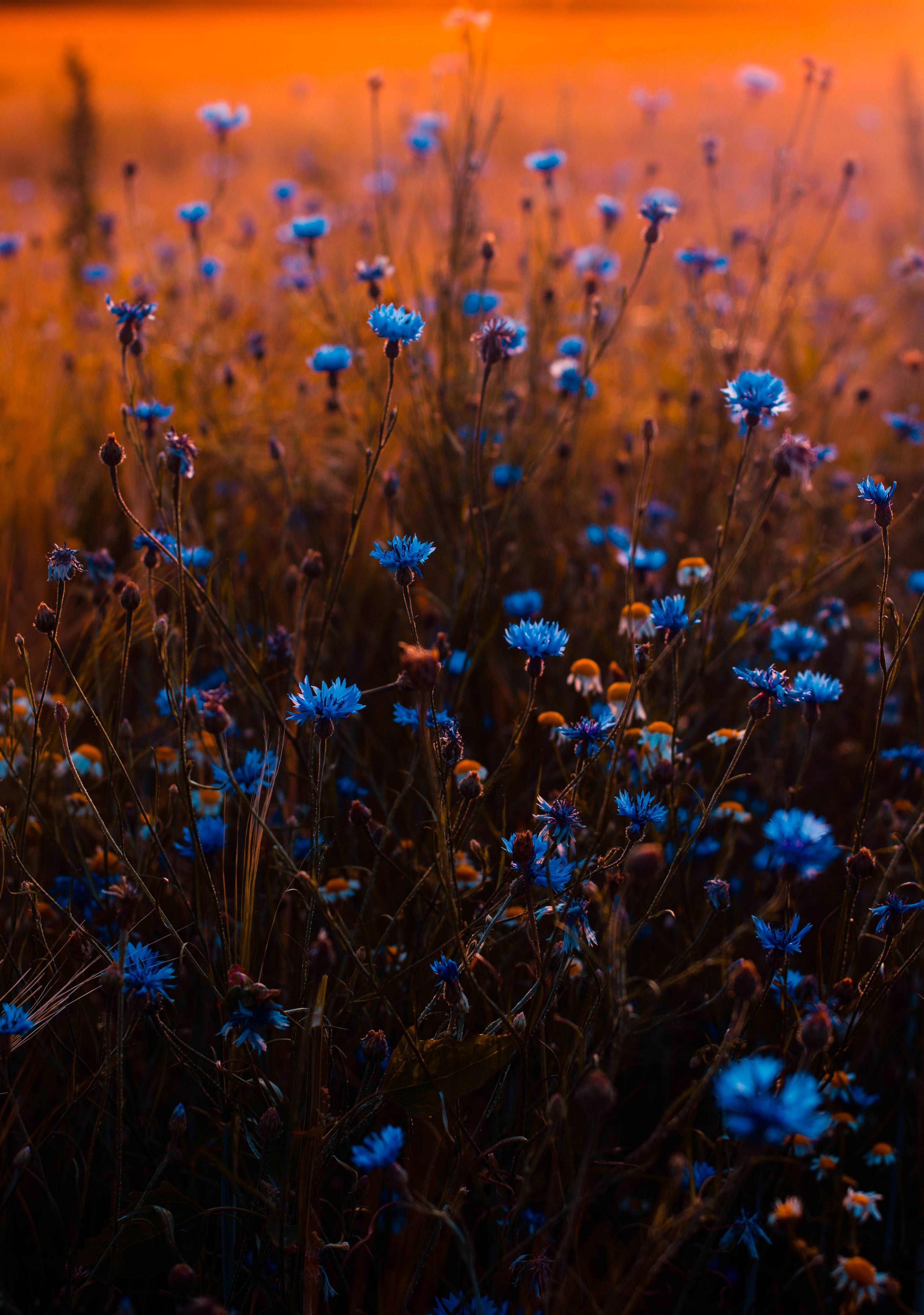 3126x4447 Amazing Blue Flowers wallpaper