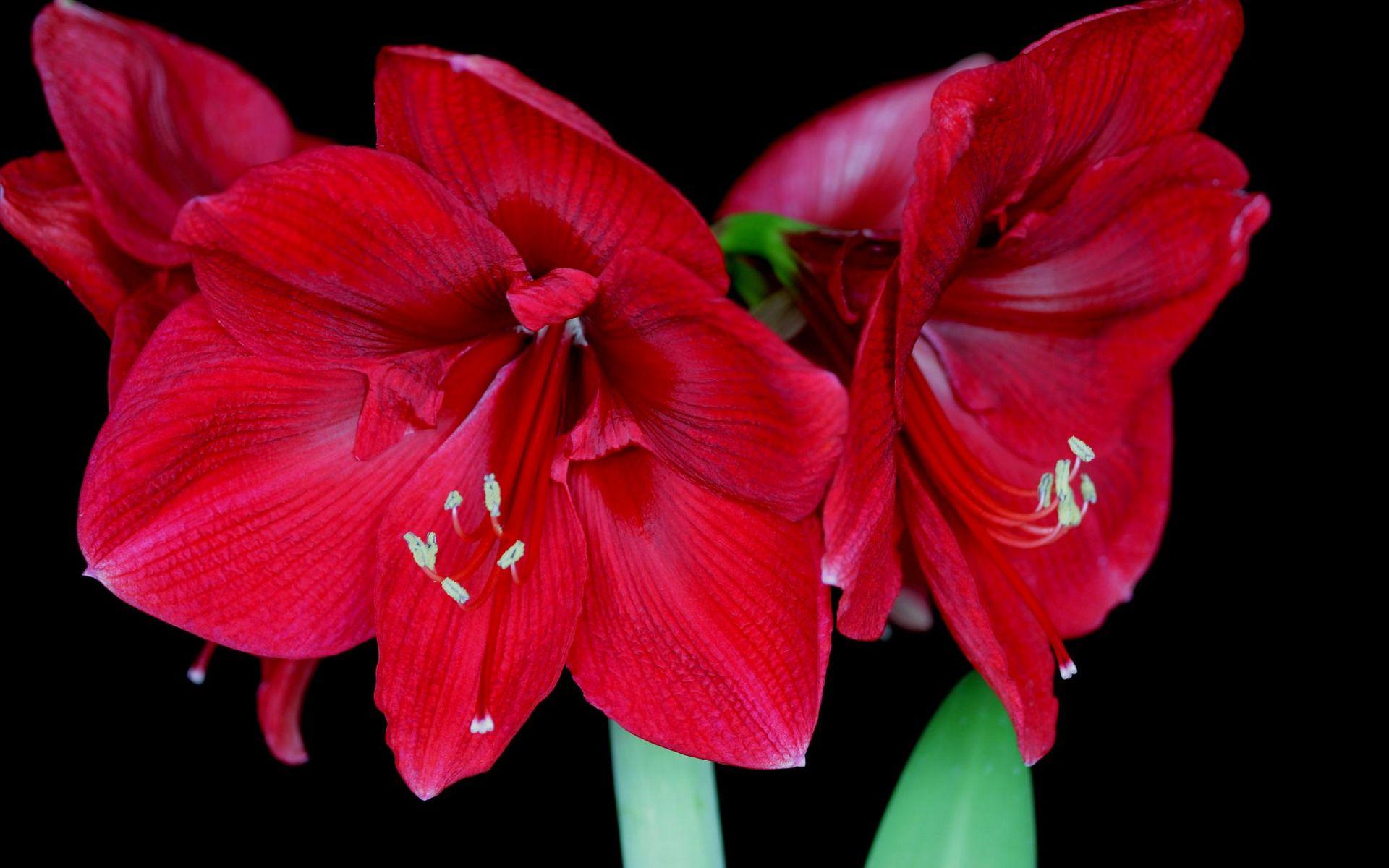 1920x1200 Awesome Flowers HD Wallpaper