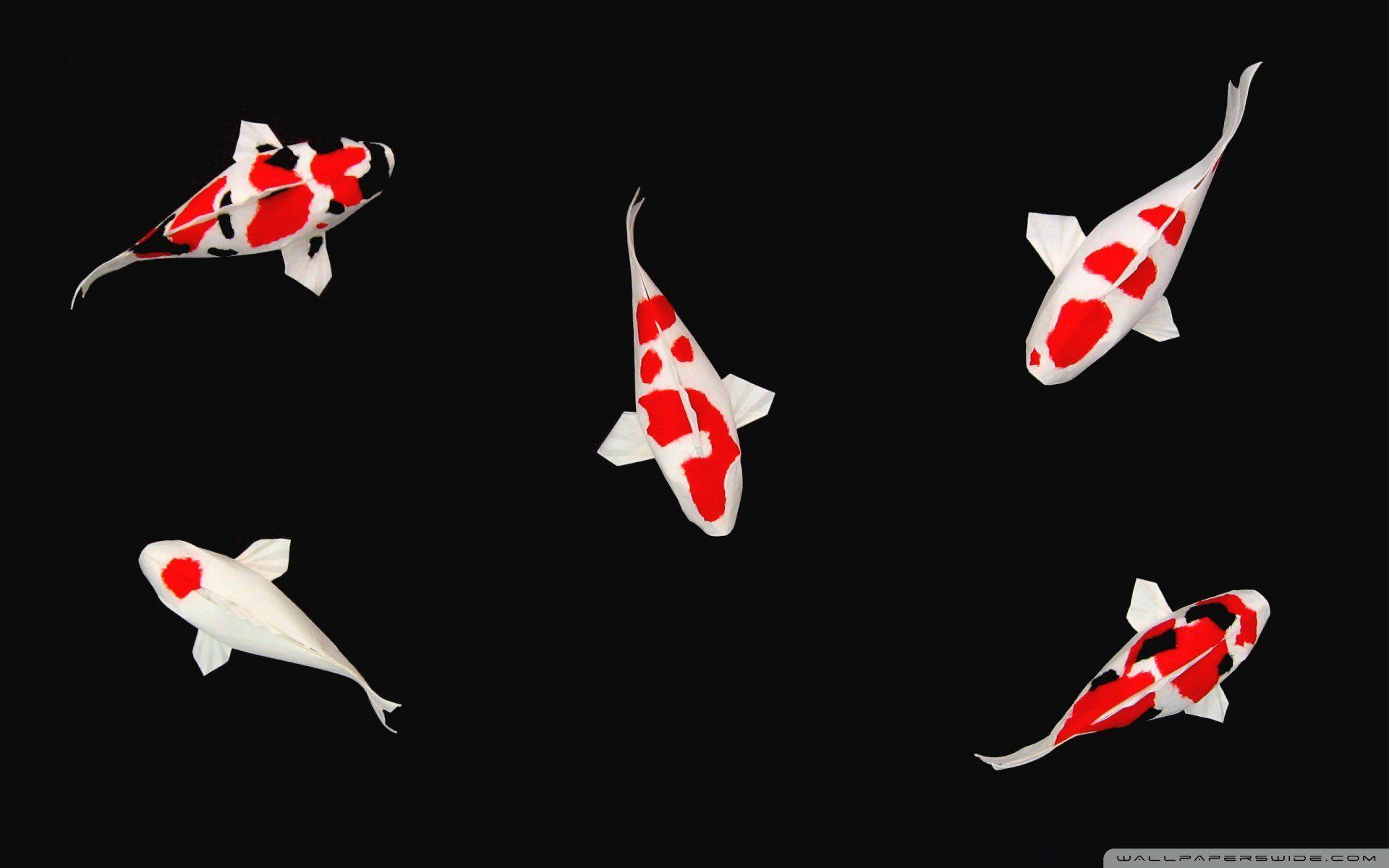 1920x1200 Koi Fish 625780