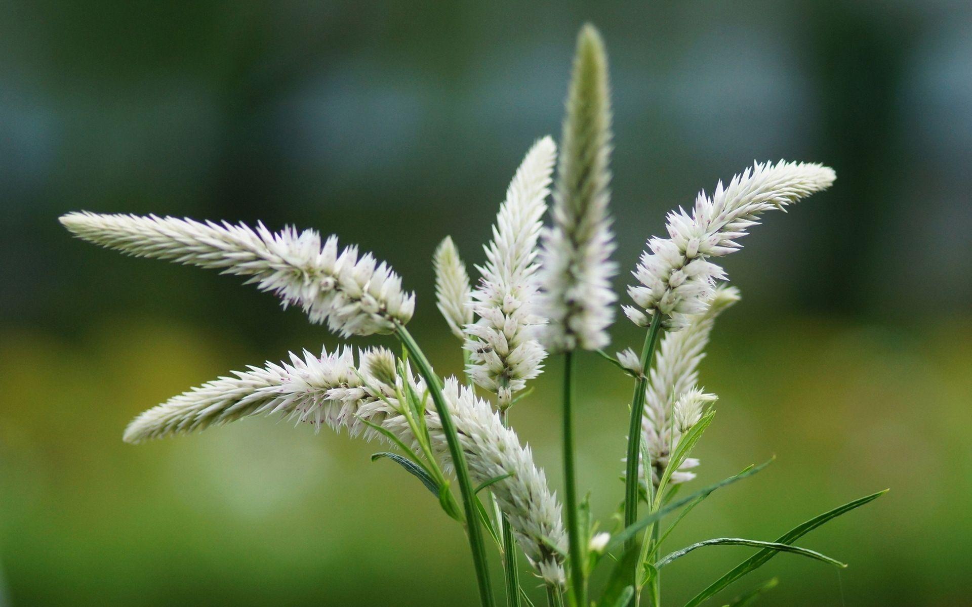 1920x1200 Nature flower garden wild white green HD wallpaper wallpaperx1200