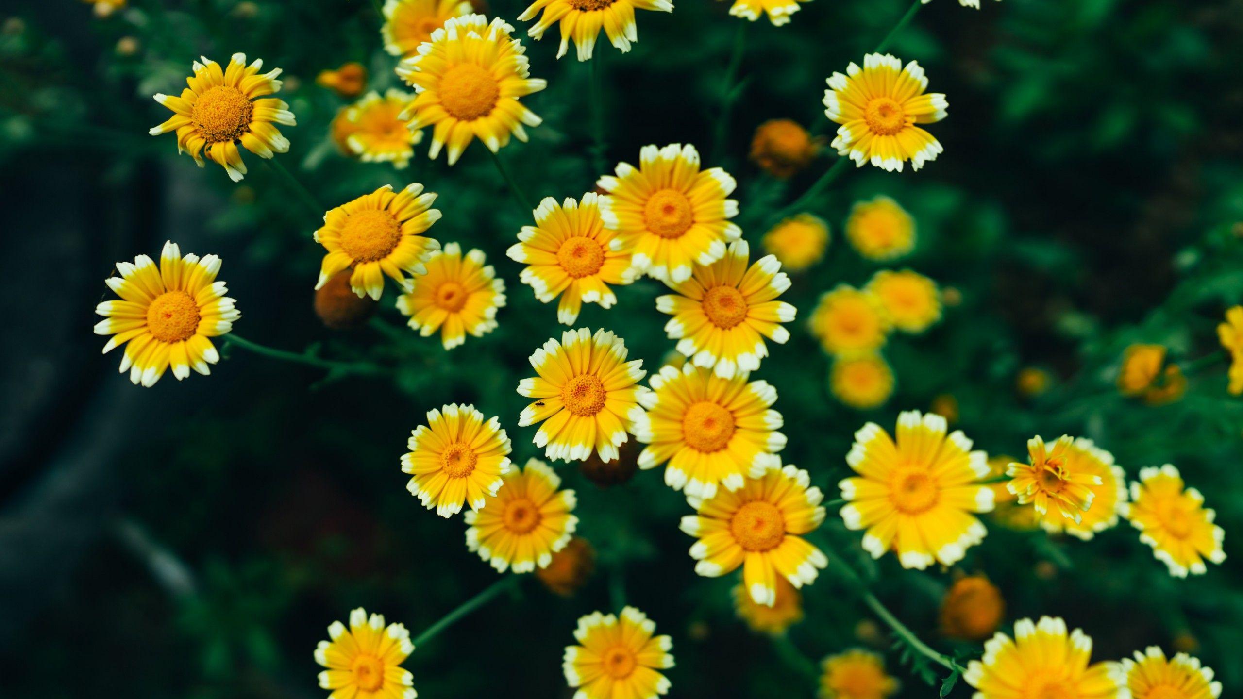 8K Flower Wallpapers - Top Free 8K Flower Backgrounds - WallpaperAccess