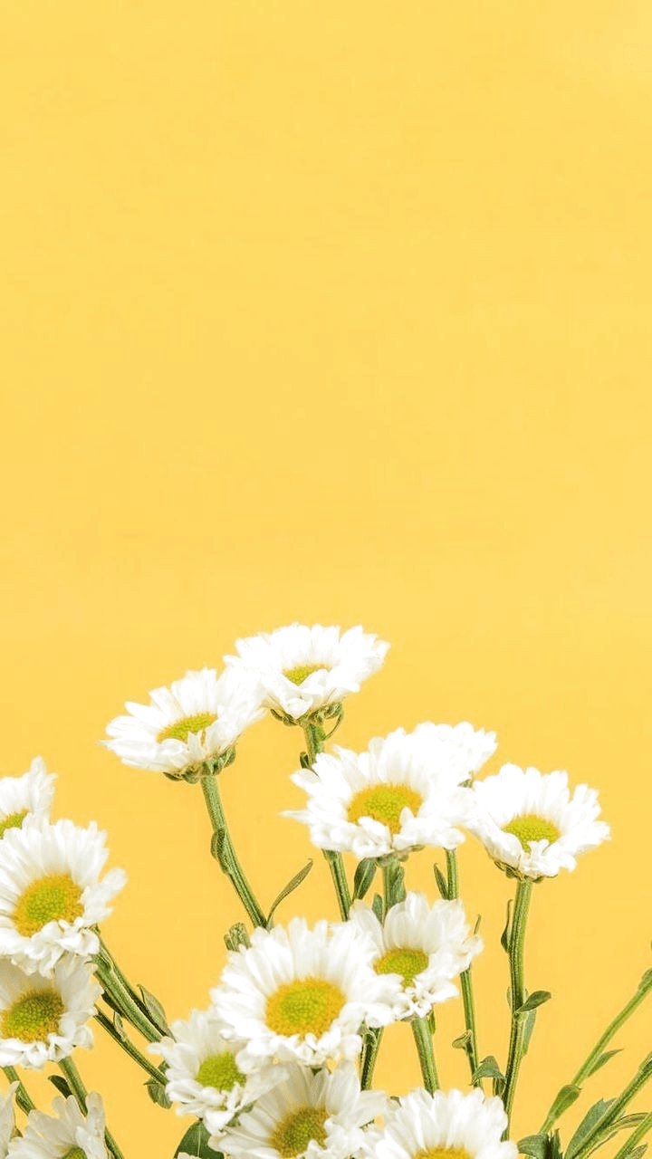 720x1280 Wallpaper di 2020. Wallpaper ponsel, Wallpaper iphone, Wallpaper bunga