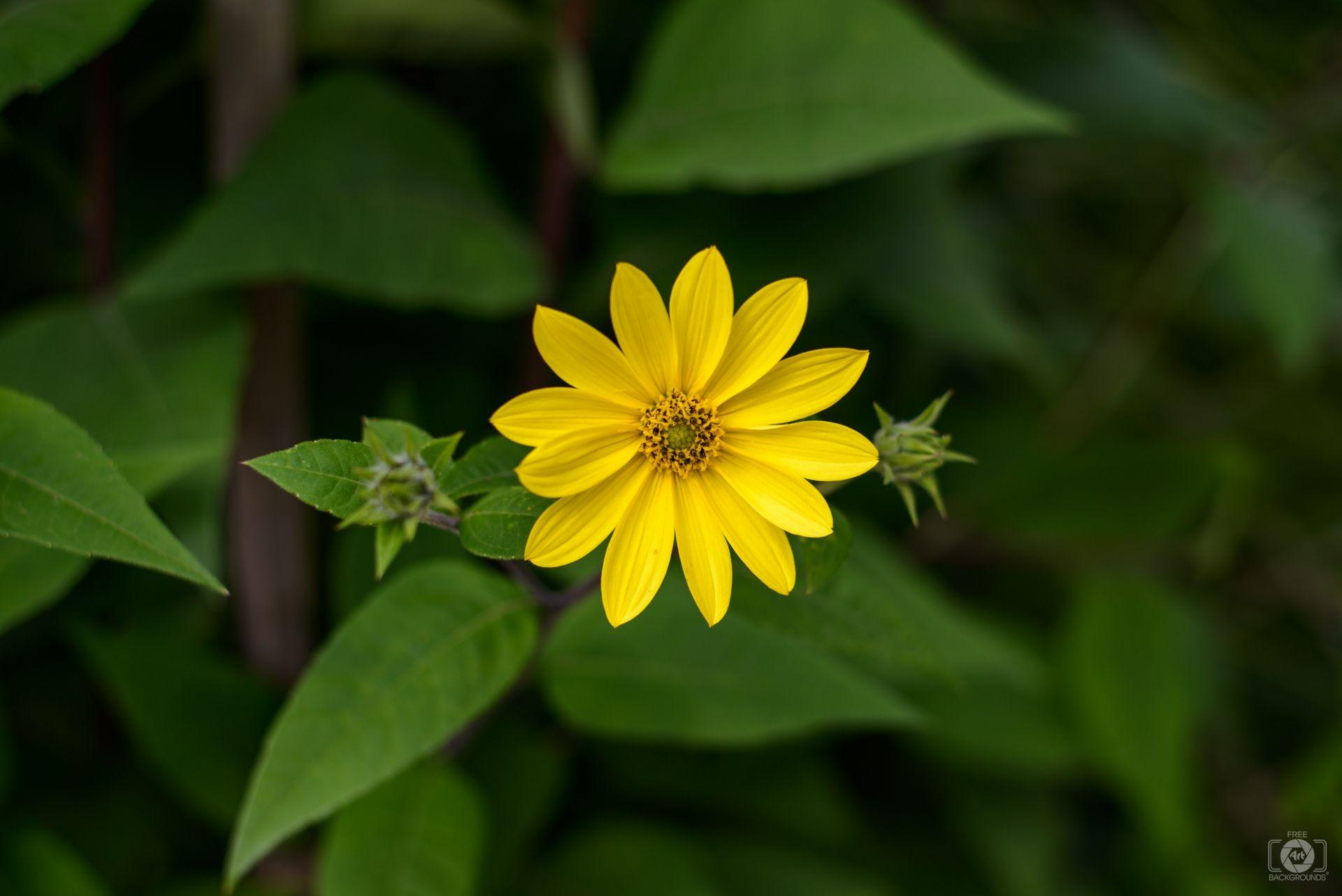 1920x1283 Yellow Flower Background Quality Free Background