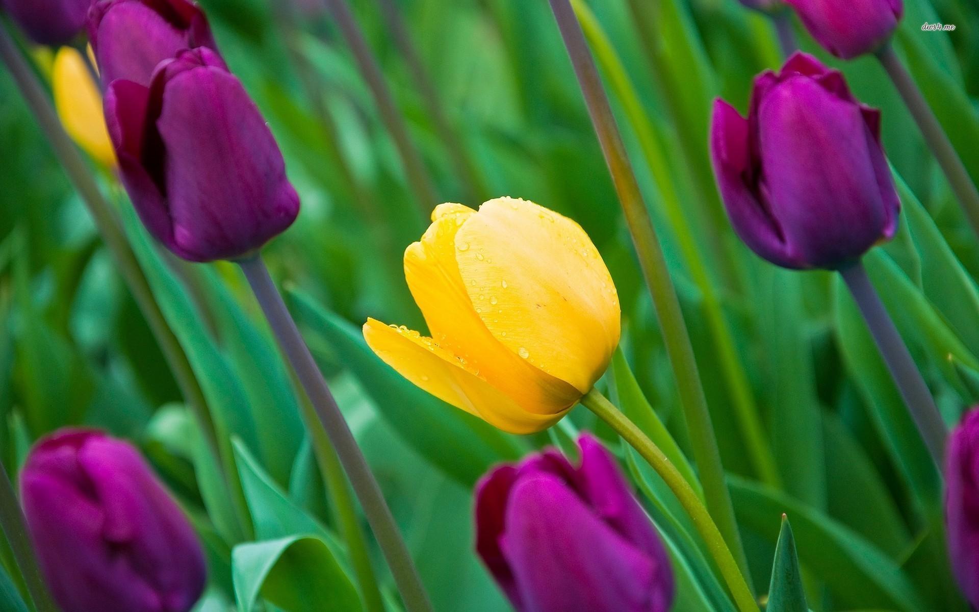 1920x1200 Purple And Yellow Flower Picture Yellow And Purple Tulips