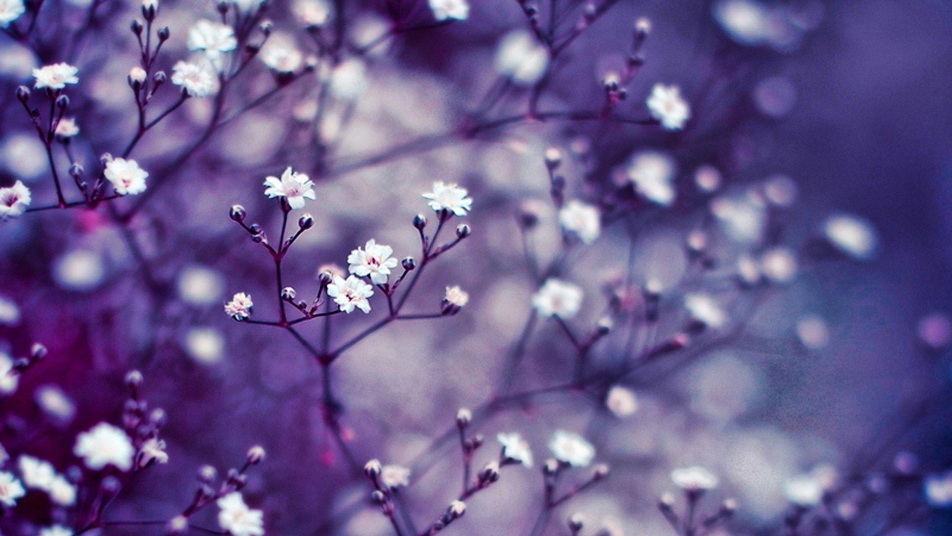 1920x1080 Flower HD Wallpaper