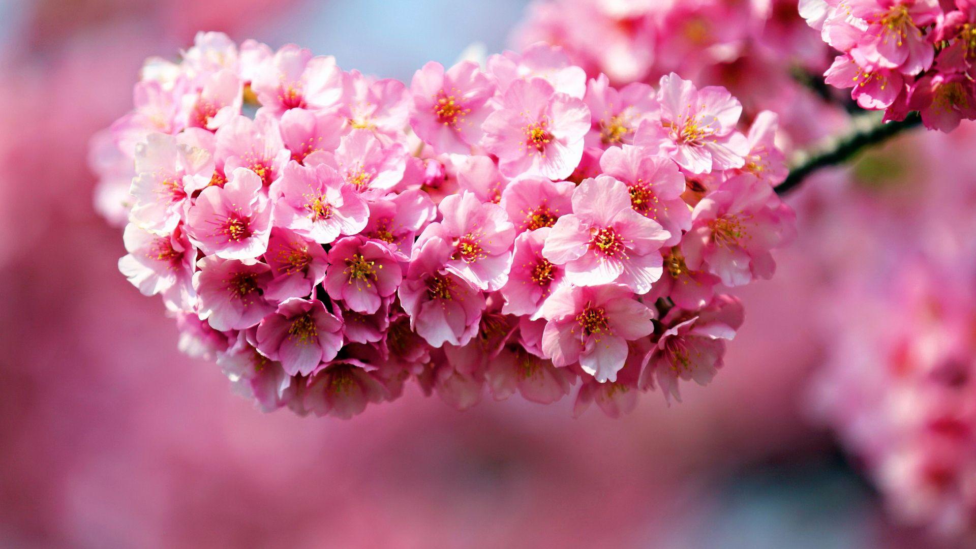 1920x1080 Stunning Pink Flowers wallpaperx1080