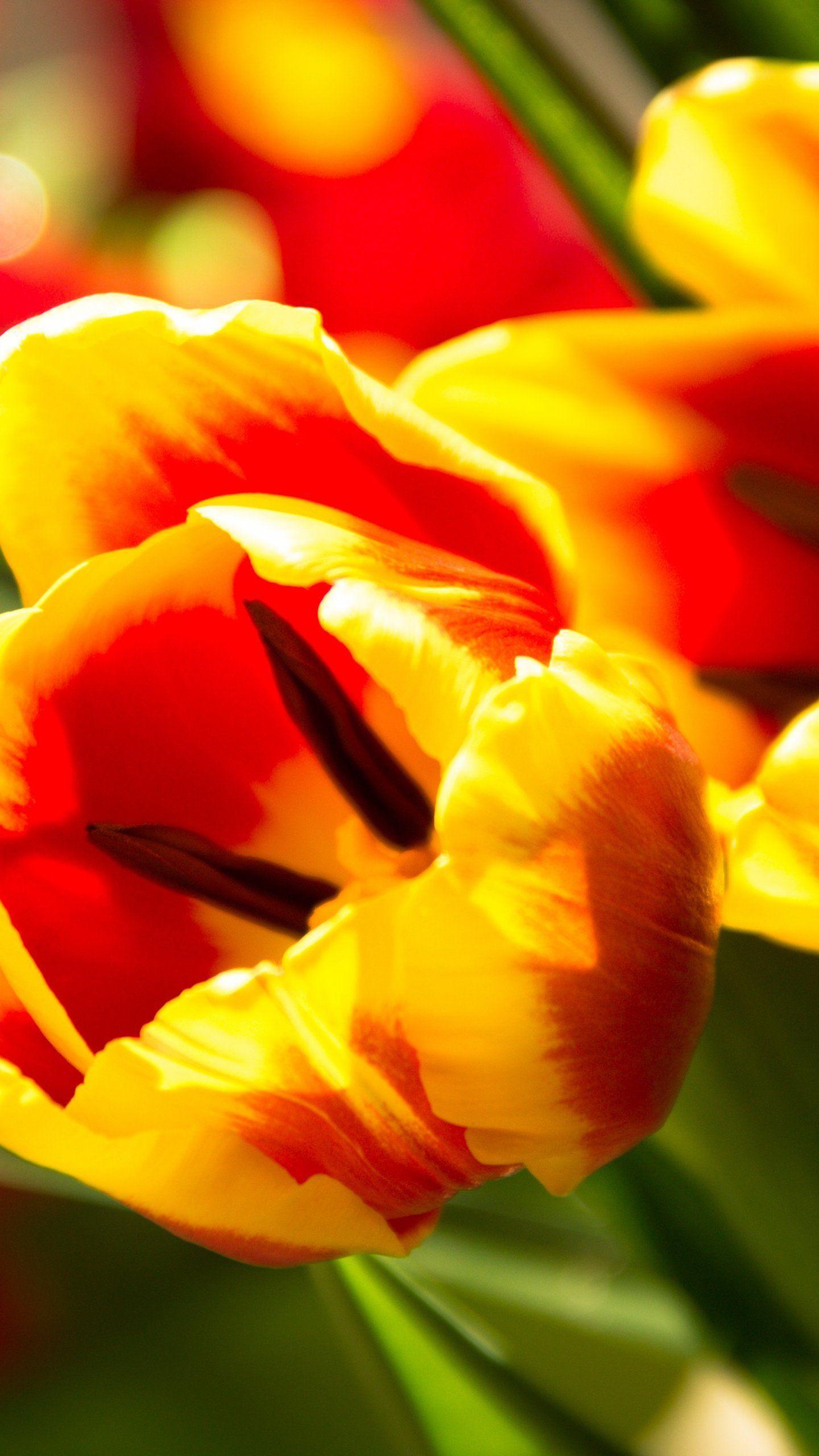 1440x2560 Tulip Wallpaper, Android & Desktop Background. Beautiful flowers wallpaper, Wallpaper, Flowers
