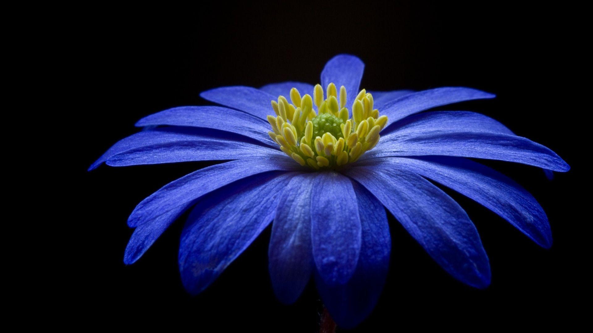 1920x1080 Blue Awesome Flower Wallpaper