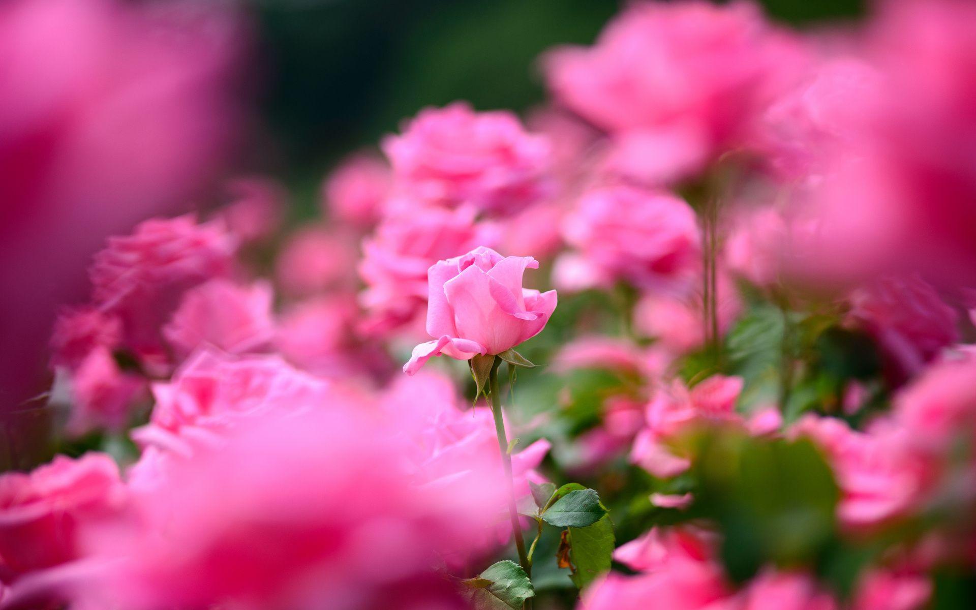 1920x1200 Awesome Amazing Flower Image. Amazing Flower Wallpaper