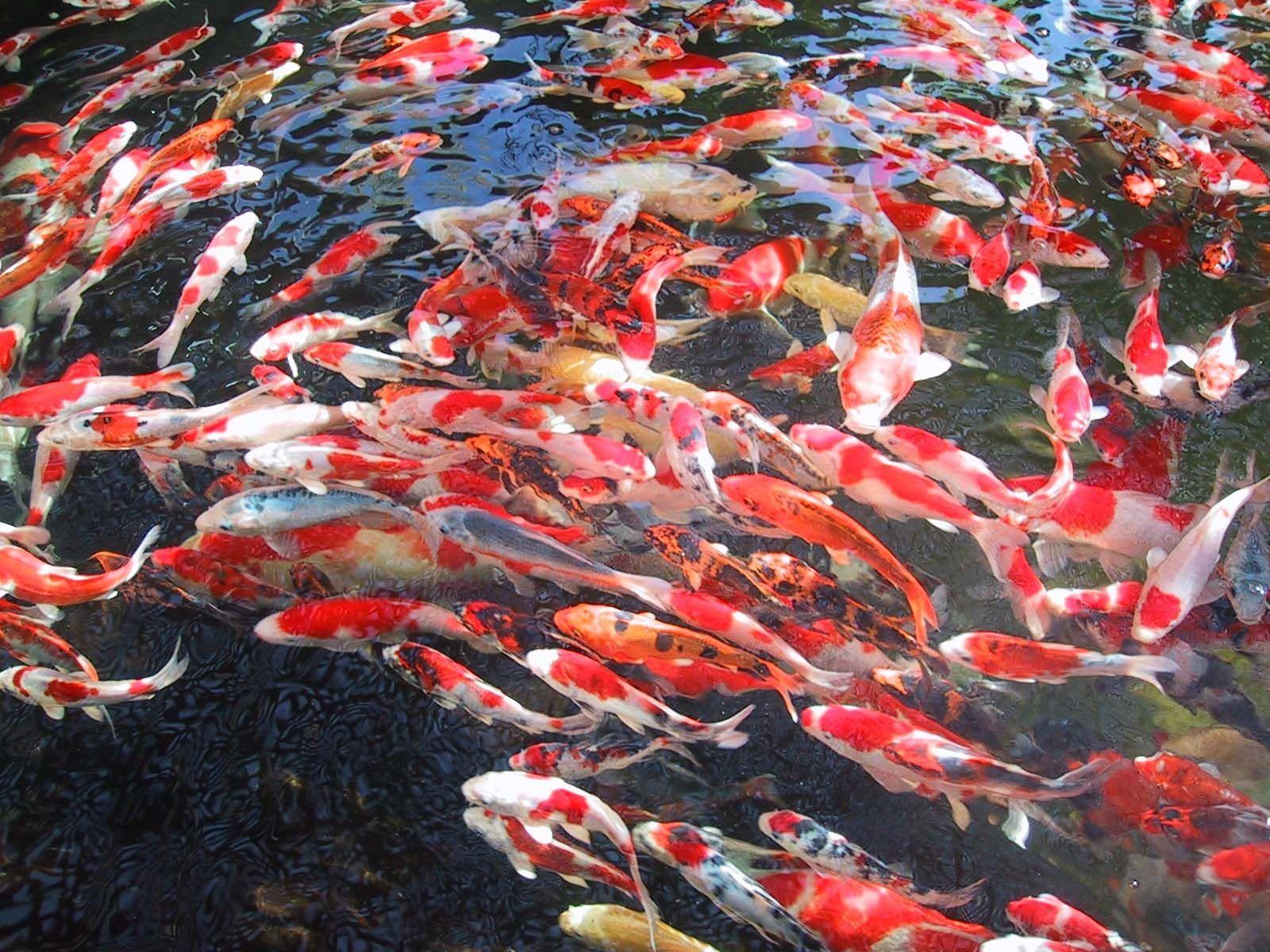 1600x1200 JAPANEESE. nishikigoi\ koi carp\ fish koi. Paranormal And Strange