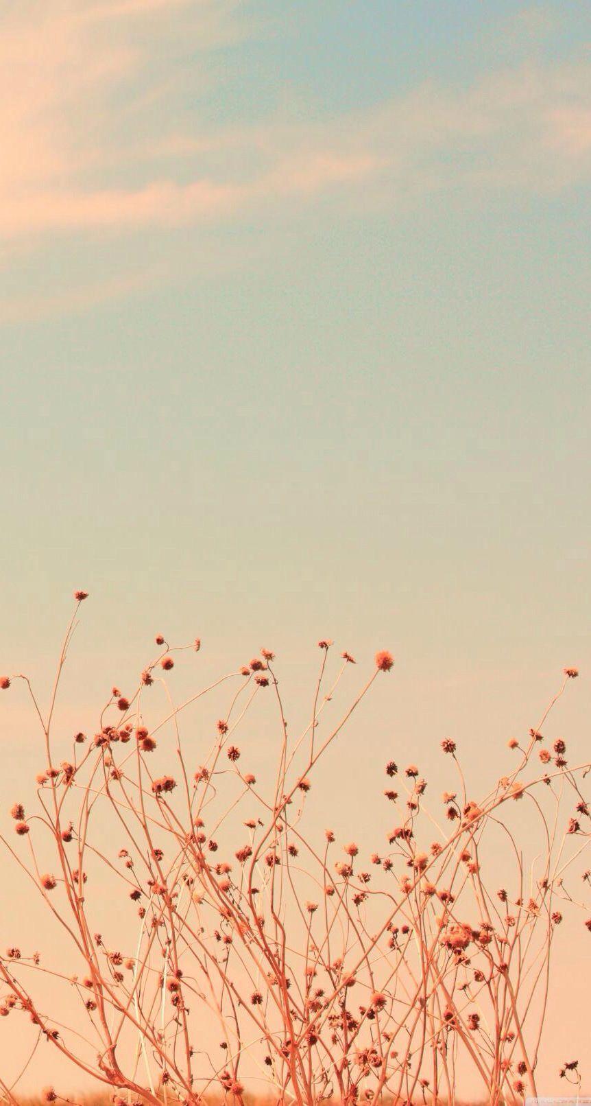 862x1612 Free Vintage Flower Wallpaper For iPhone iPhone Wallpaper Home Screen Wallpaper & Background Download