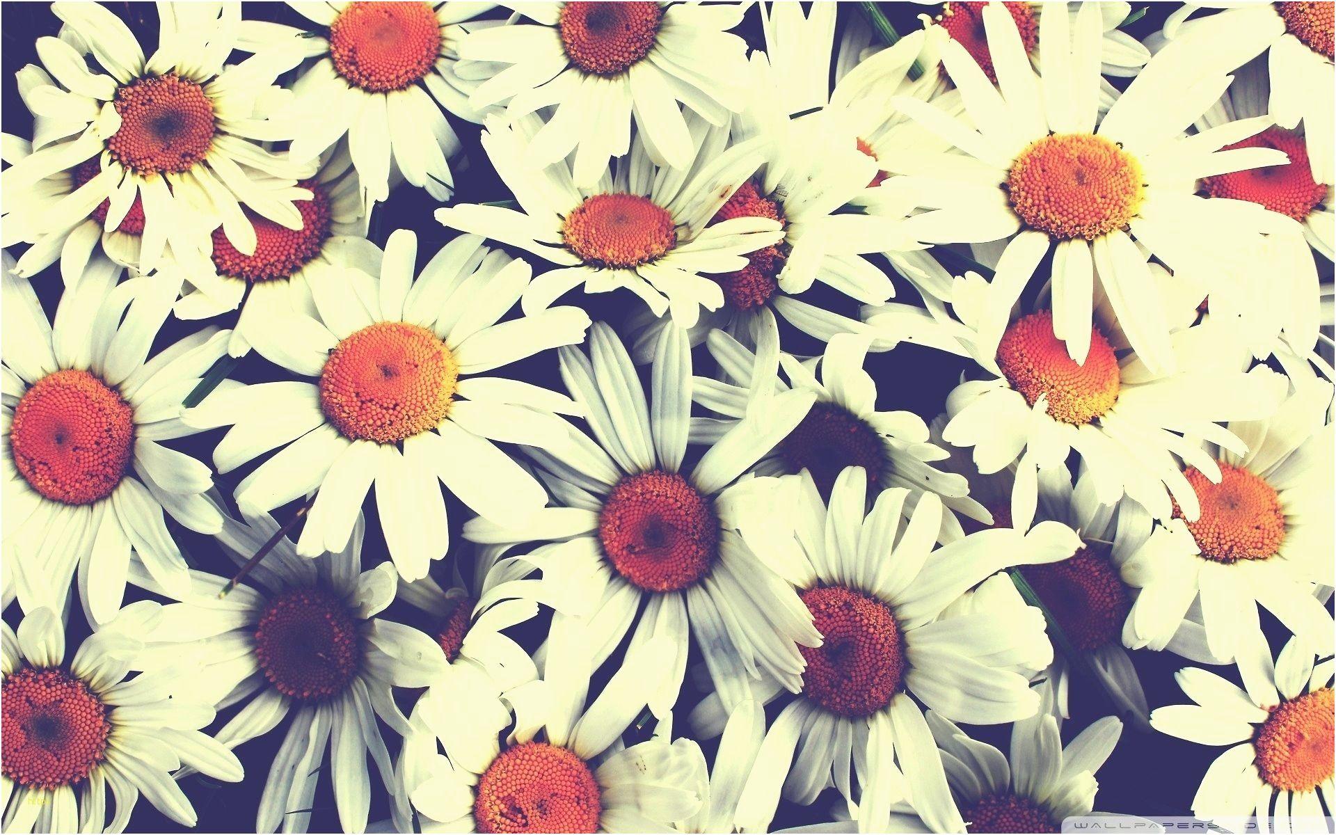1920x1200 Vintage Rose Wallpaper Fresh iPhone Wallpaper Tumblr Background Flowers Vintage Wallpaper & Background Download