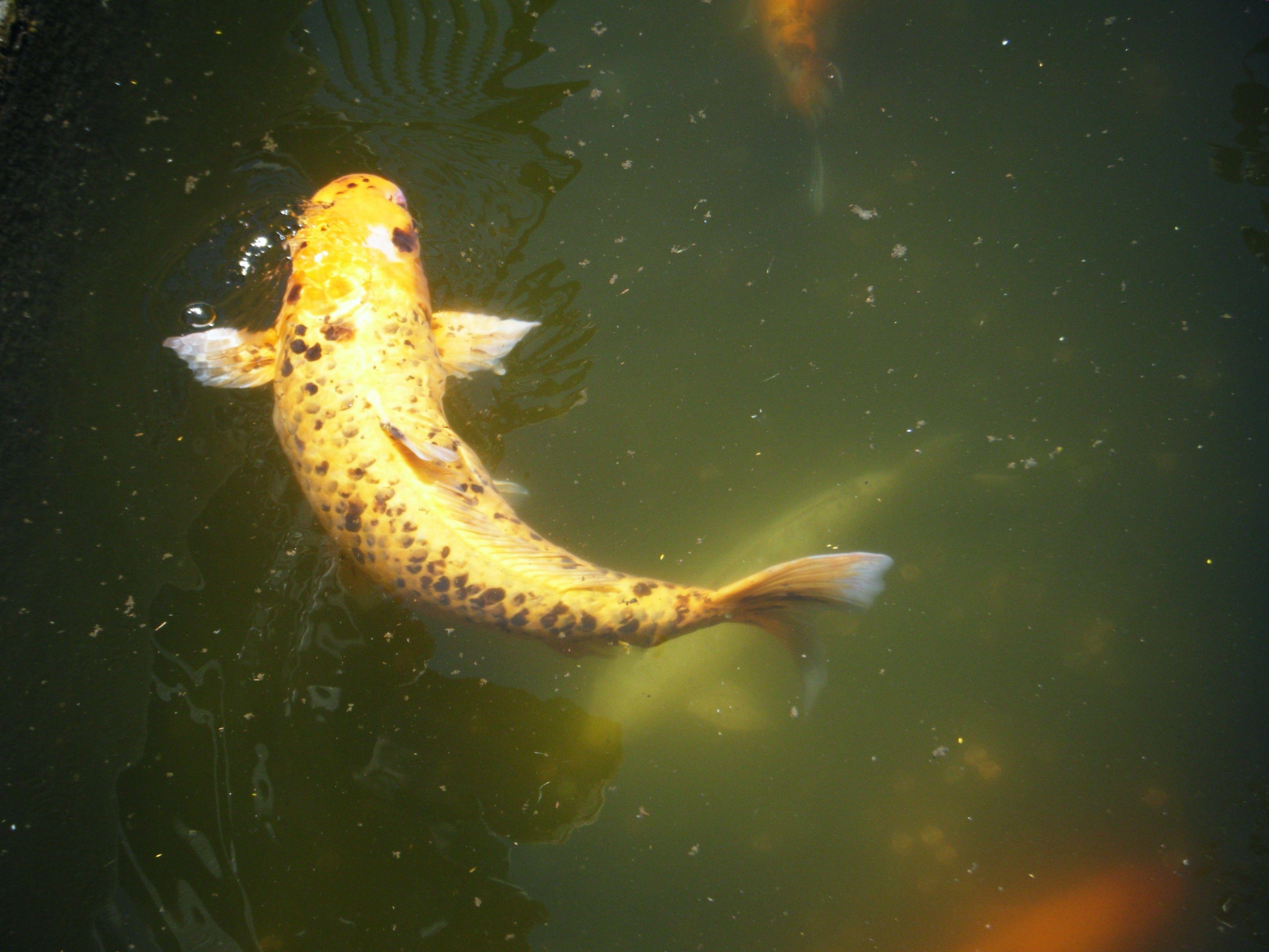 Japanese Fish Pond Wallpapers Top Free Japanese Fish Pond