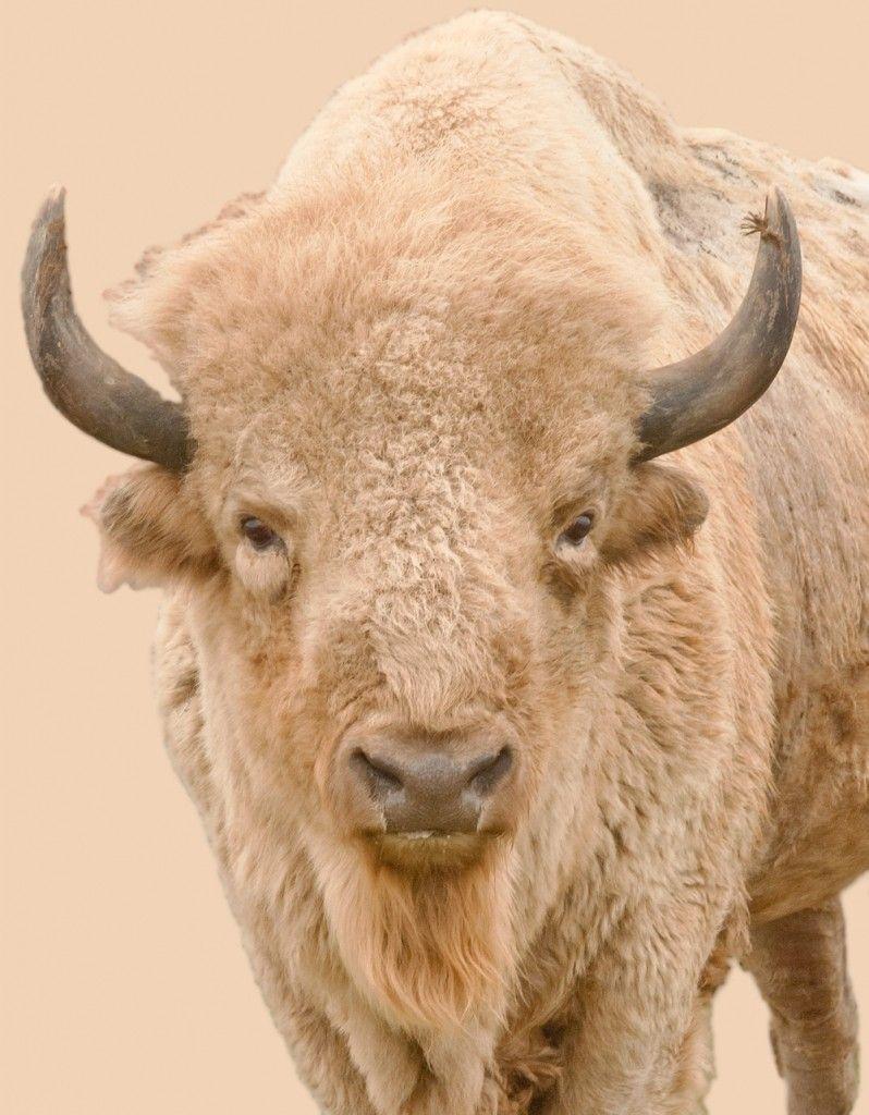 798x1024 Blog Archive White Buffalo