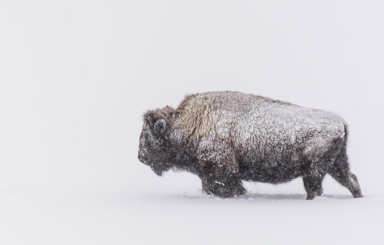 1332x850 Wallpaper winter, Blizzard, Buffalo image for desktop, section животные