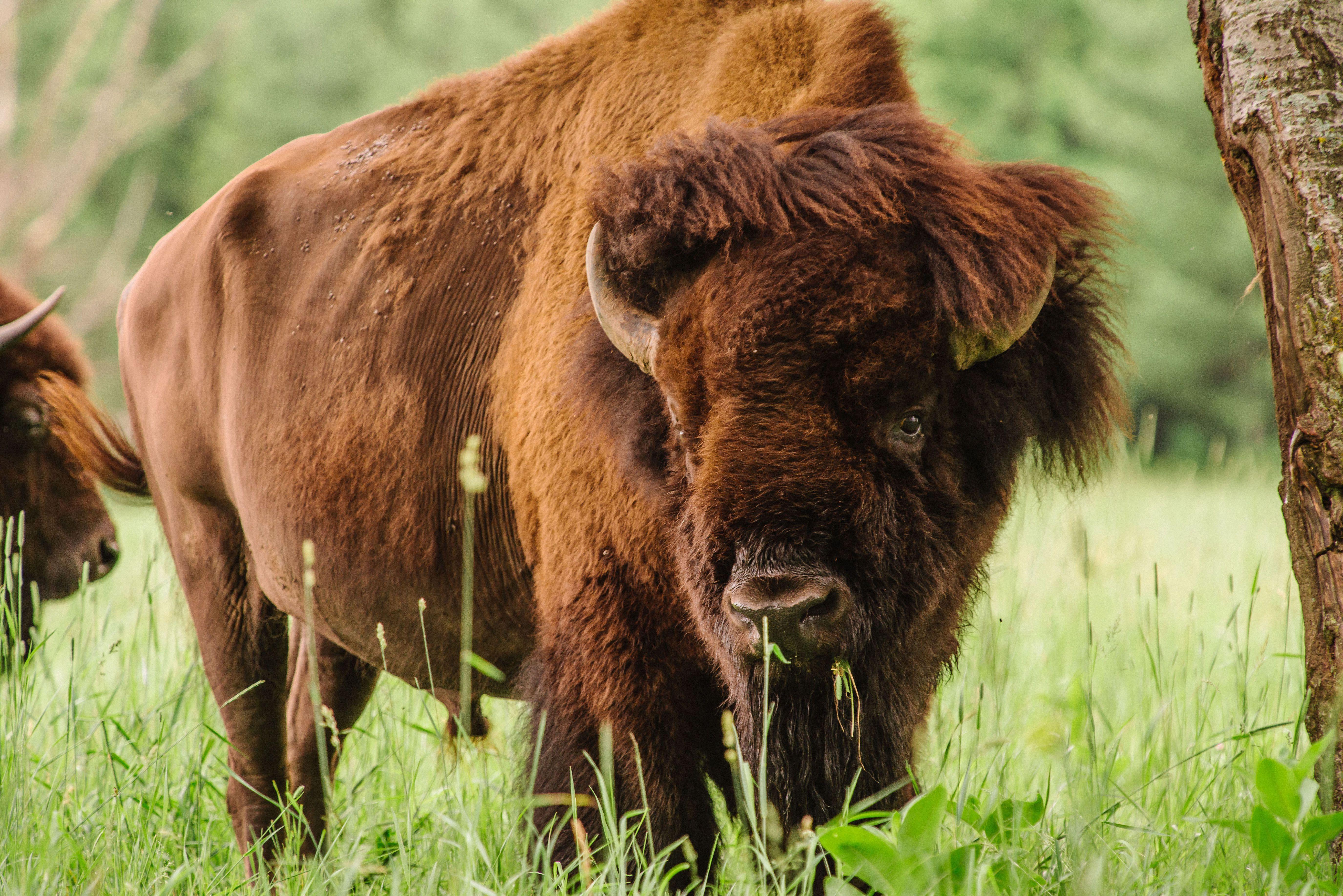 5500x3671 Buffalo Bison HD Wallpaper