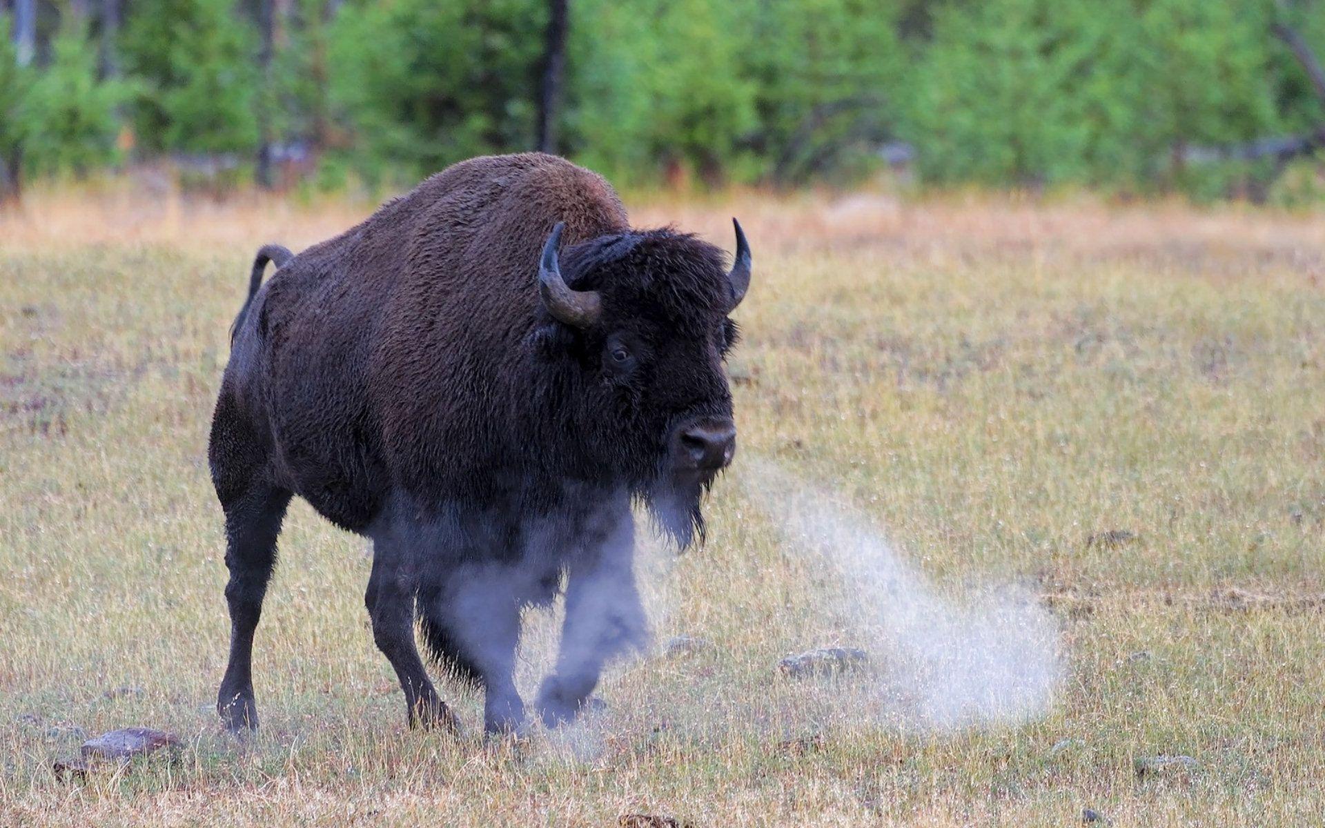 1920x1200 Buffalo Wallpaper. Buffalo Skull Wallpaper, Buffalo River Wallpaper and Buffalo Retina Display Wallpaper