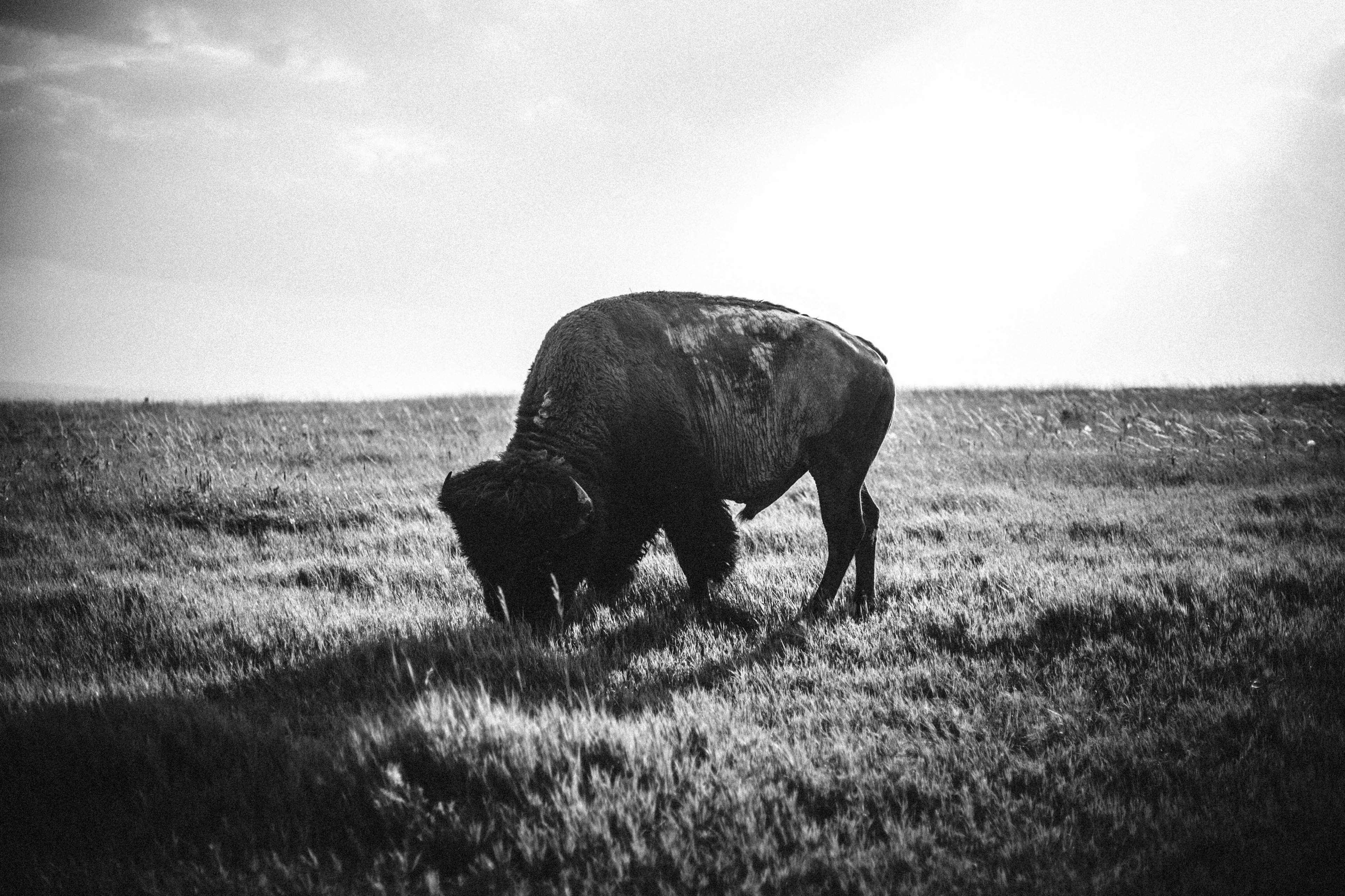3840x2560 animal, black and white, buffalo, grassland, meadow 4k wallpaper. Mocah.org HD Desktop Wallpaper