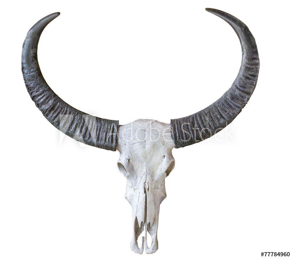 1000x889 Buffalo Skull Isolated On White Background Wall Mural. Wallpaper Murals Mazur Travel