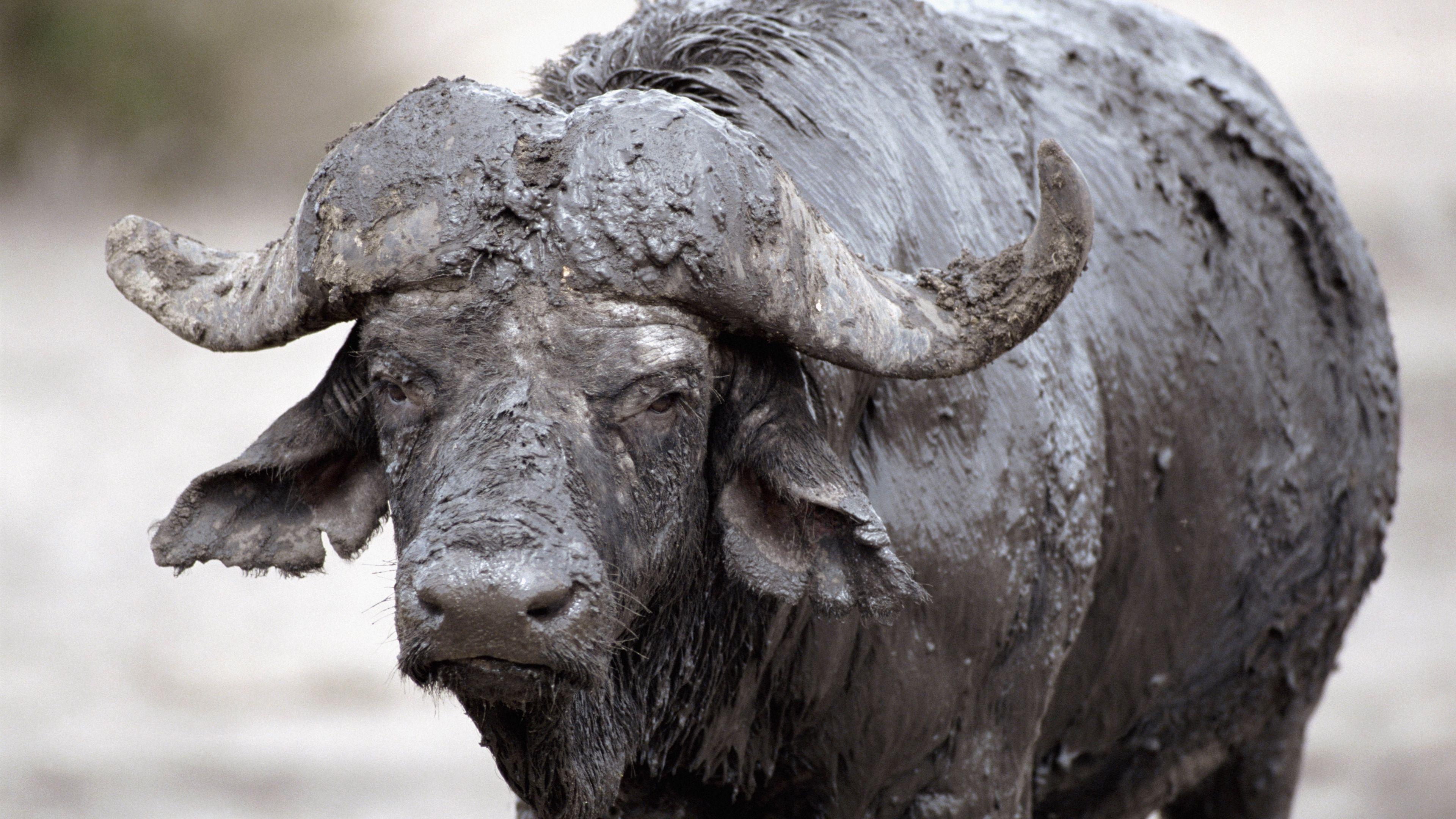 3840x2160 Wallpaper 4k buffalo, mud, cooling 4k buffalo, cooling, mud