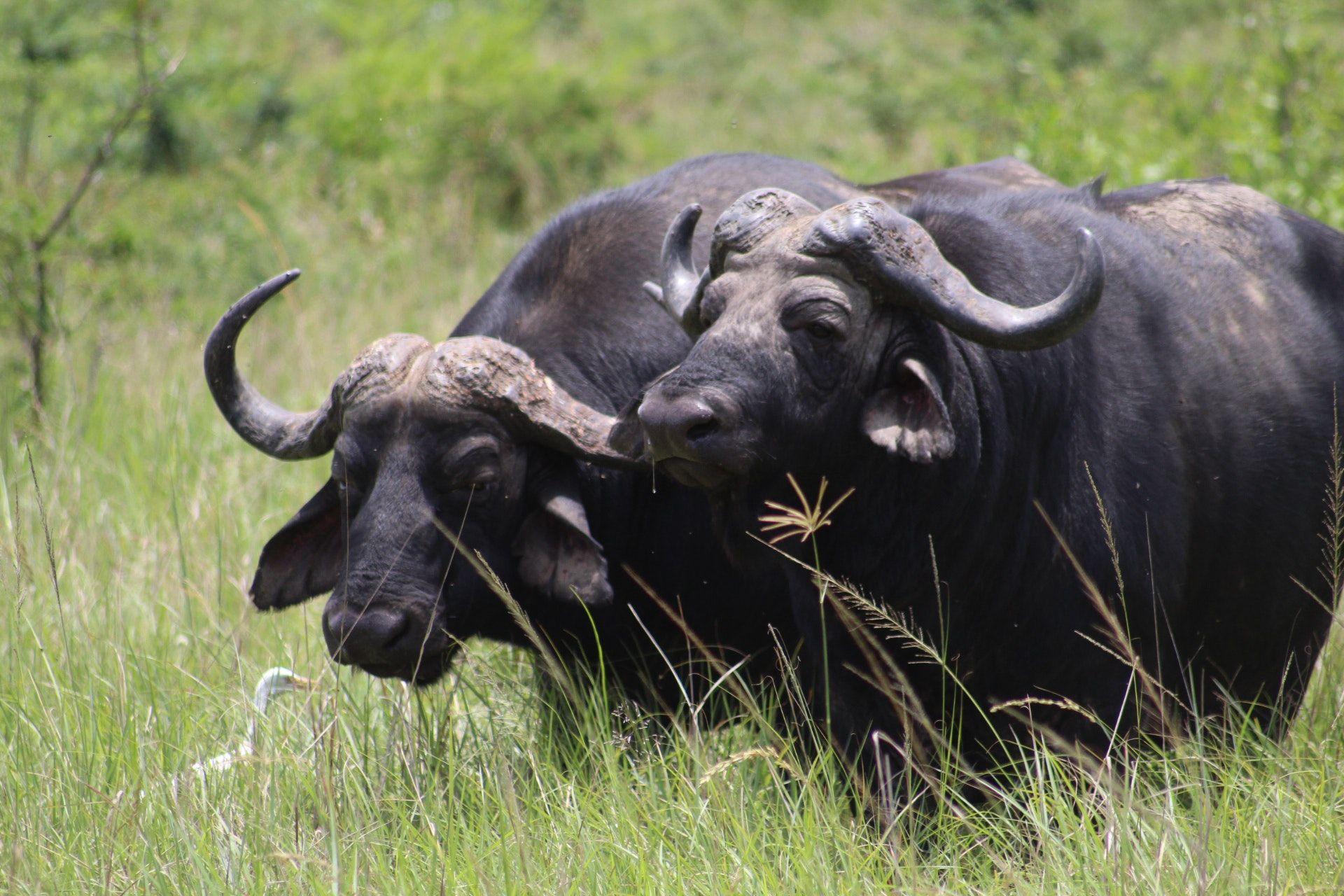 1920x1280 Free of animal photography, buffalo, bush