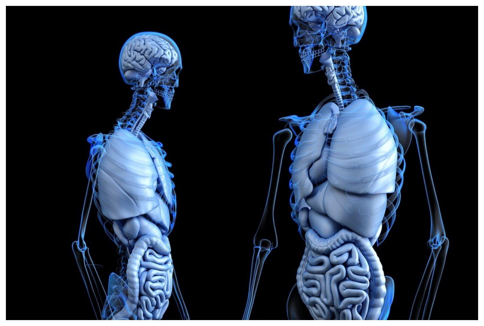 1640x1107 Human Anatomical Anatomy Body Medical HD wallpaper HD Wallpaper