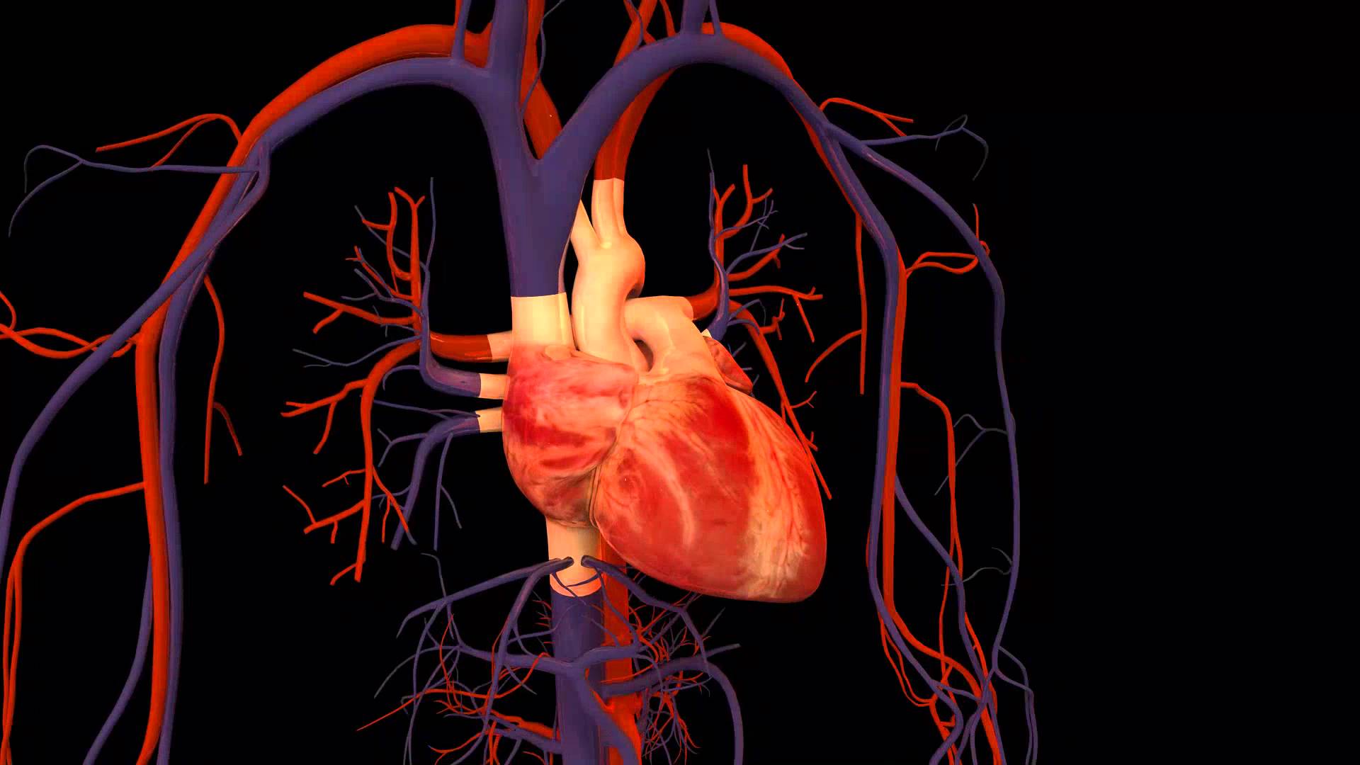1920x1080 Human Heart Wallpaper