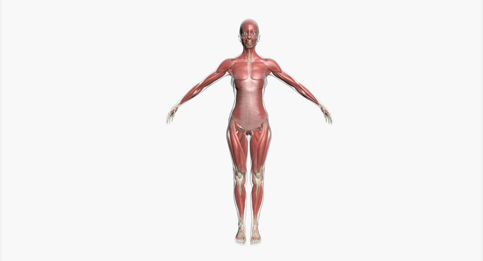 1920x1038 Female Muscle Anatomy 3D Model