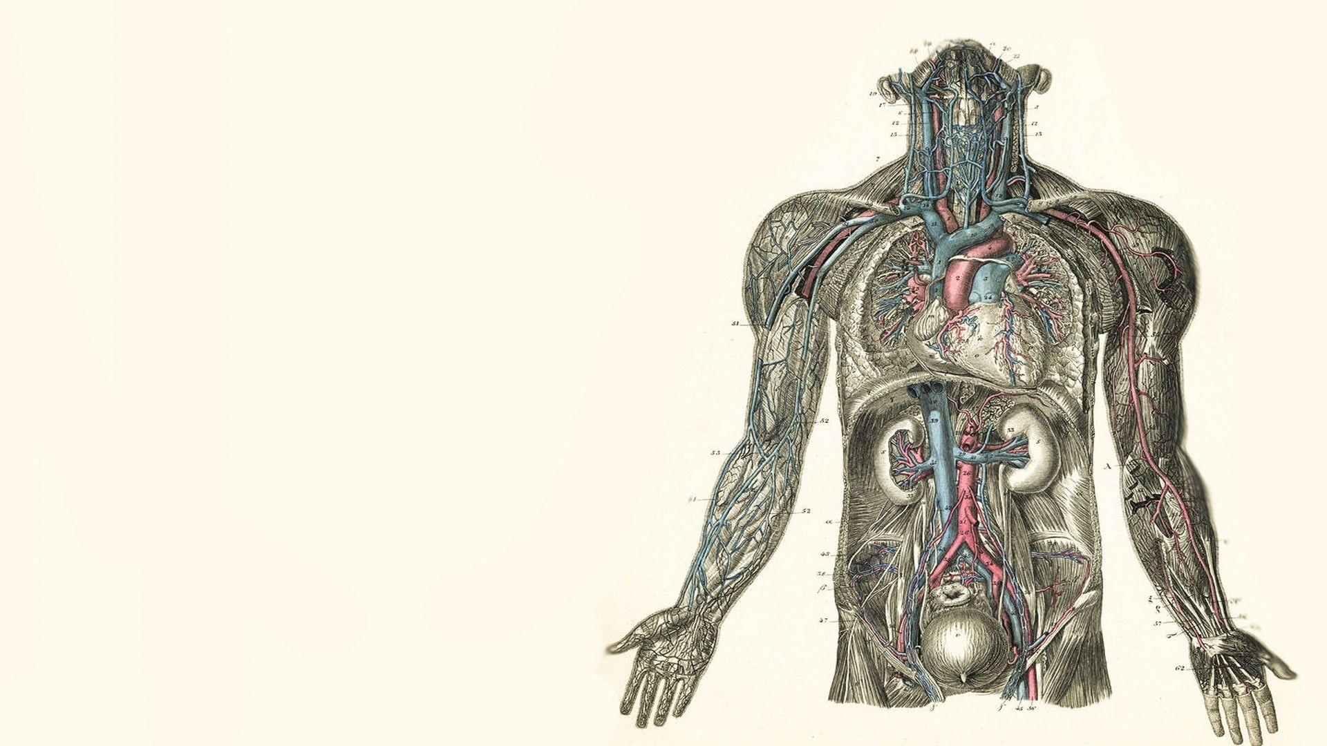 1920x1080 Anatomy Wallpaper HD