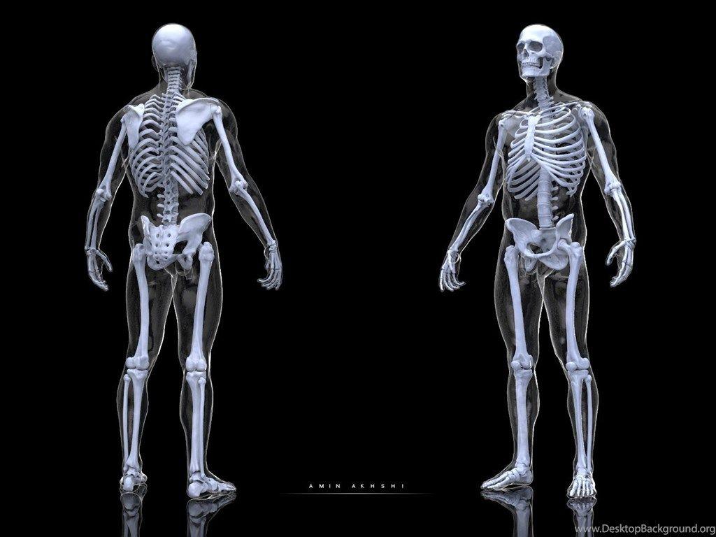 1024x768 Anatomy Study Human Skeleton, Amin Akhshi Desktop Background