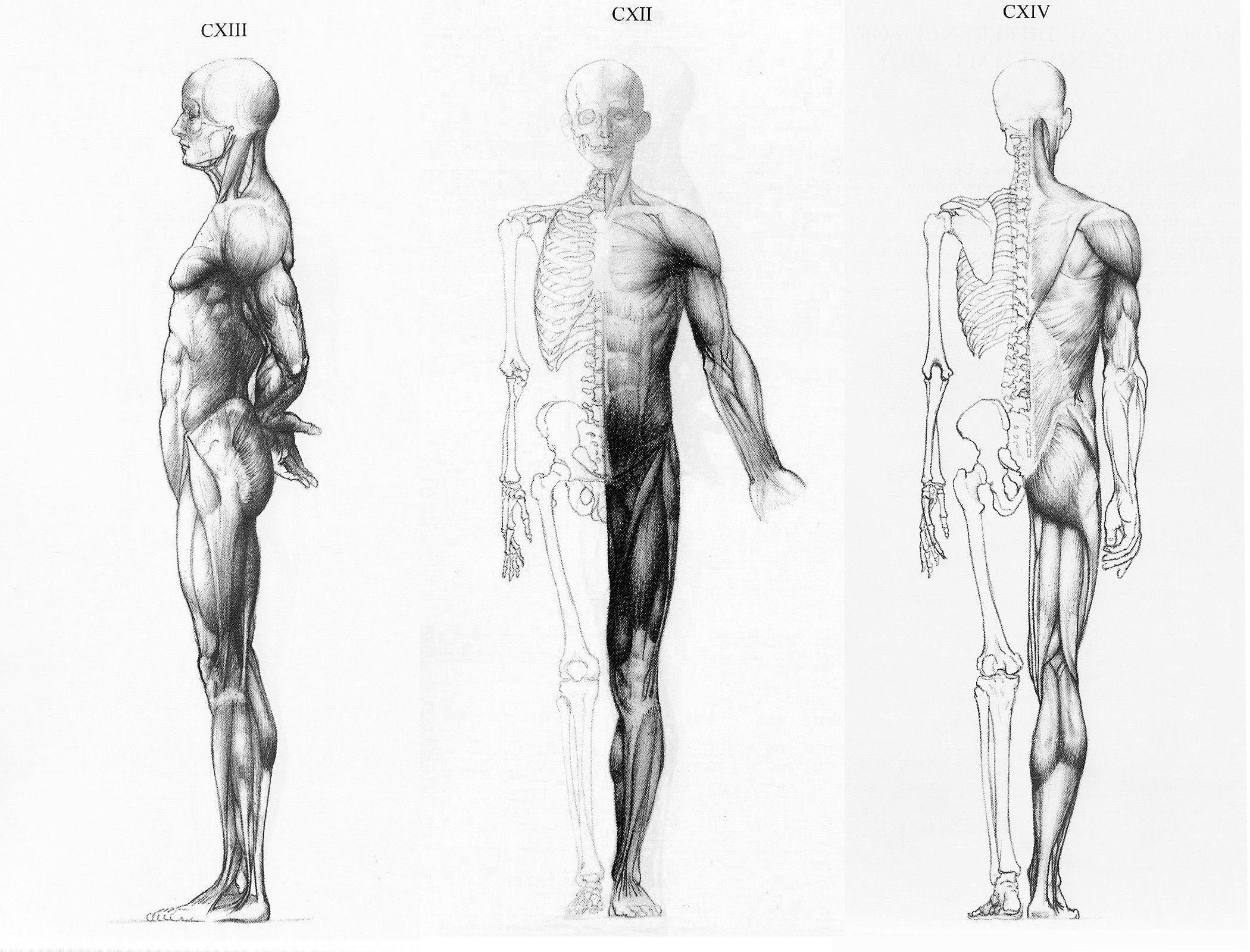 Человеческая сторона человека. ХЬЮМАН анатомия фор артист. Мужчина сбоку анатомия. Тело человека рисунок. Анатомические фигуры для рисования.