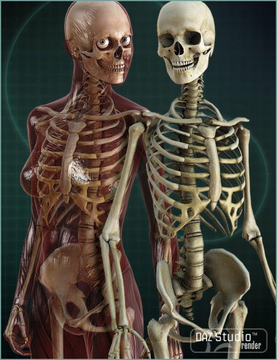 960x1248 How to study anatomy as an artist? Design Stack Exchange