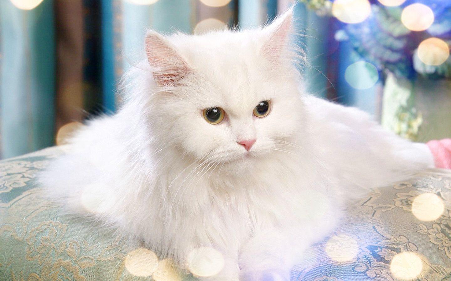 White Persian Cat Wallpapers - Top Free White Persian Cat Backgrounds -  WallpaperAccess