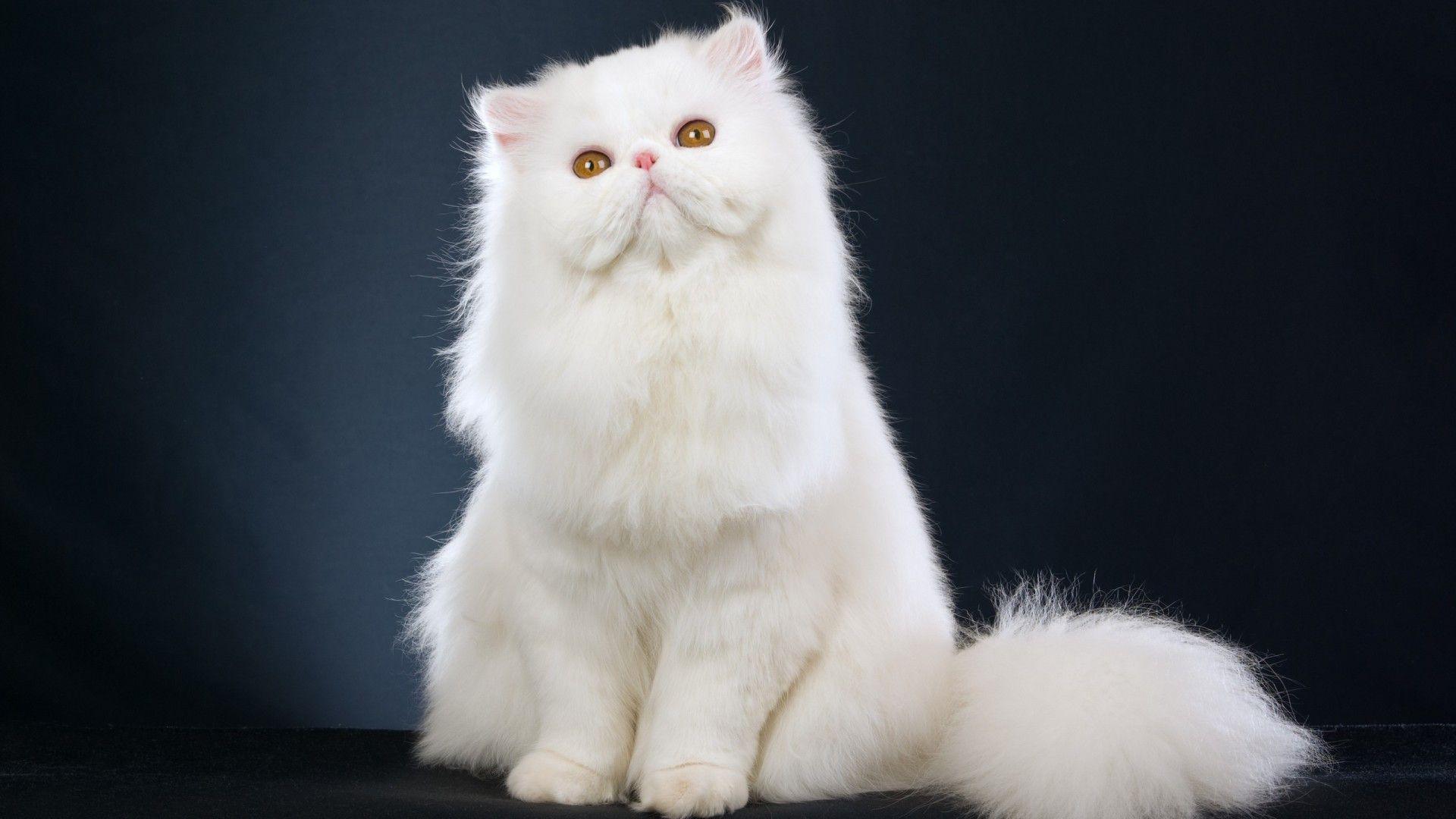 1920x1080 Persian Cat Wallpaper
