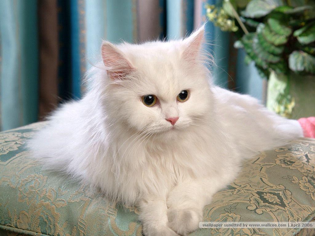 1024x768 picture of cats. white persian cat picture. Info about white persian cat. Persian cats. Persian cat white, Cats, Persian cat