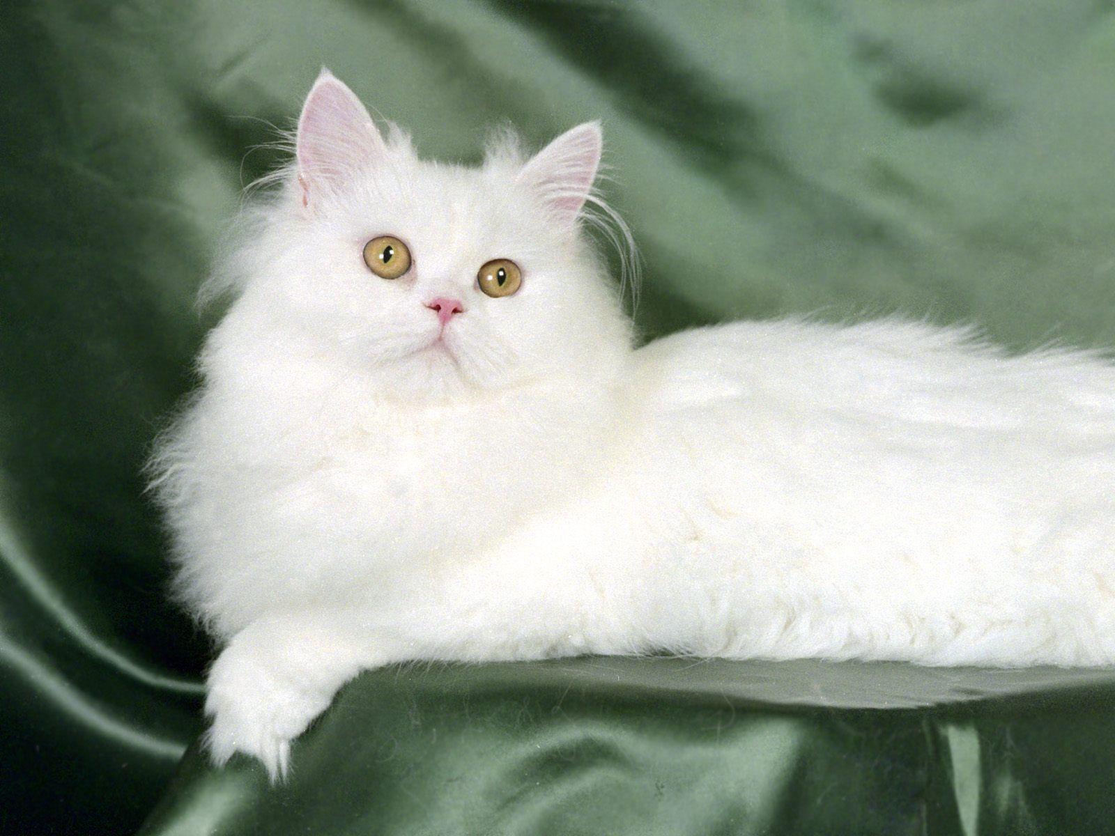 1600x1200 Persian Cat Wallpaper Cute and Docile