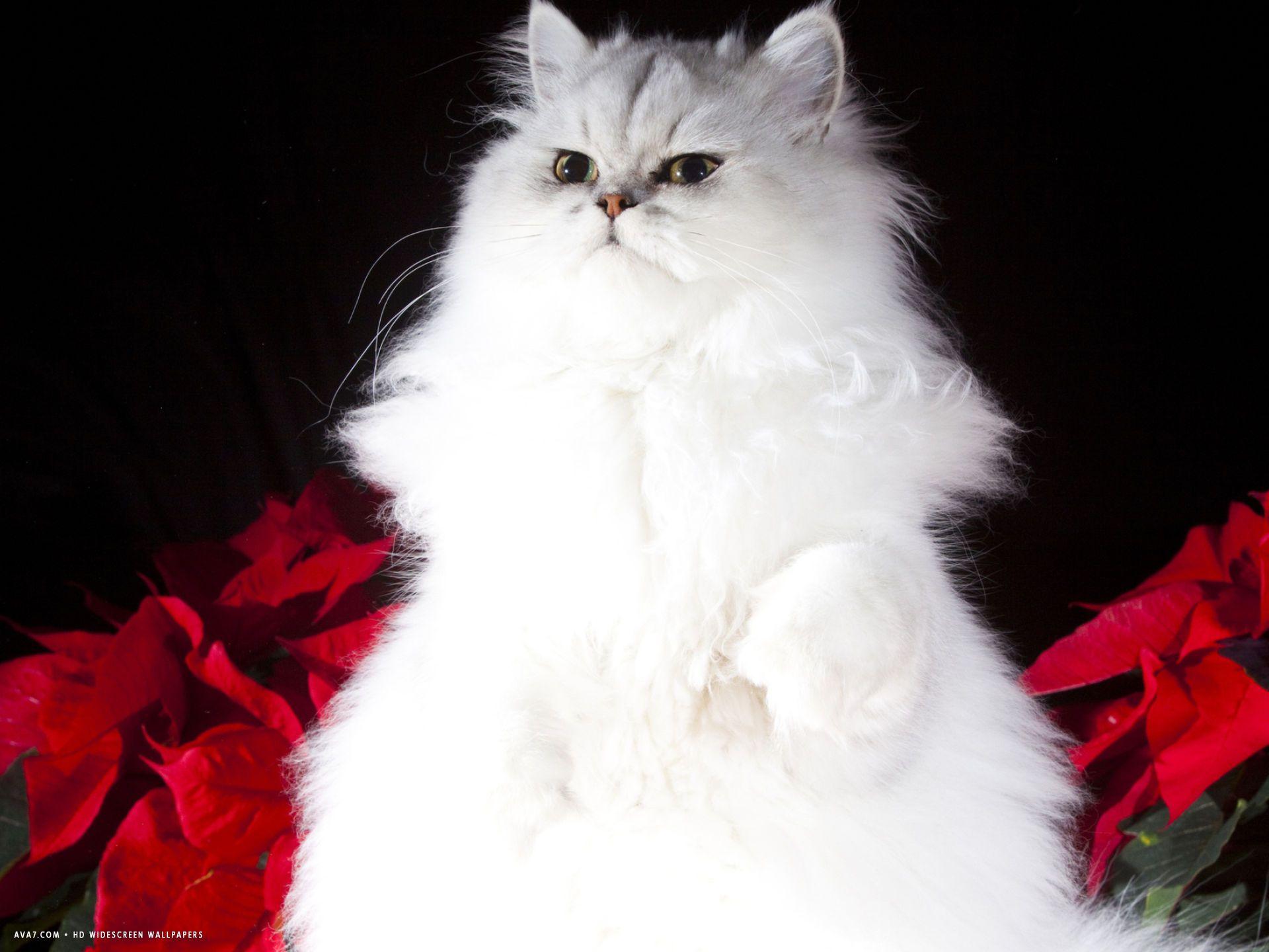 White Persian Cat Wallpapers Top Free White Persian Cat Backgrounds