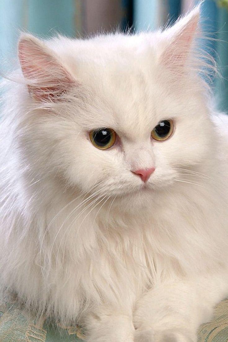White Persian Cat Wallpapers - Top Free White Persian Cat Backgrounds