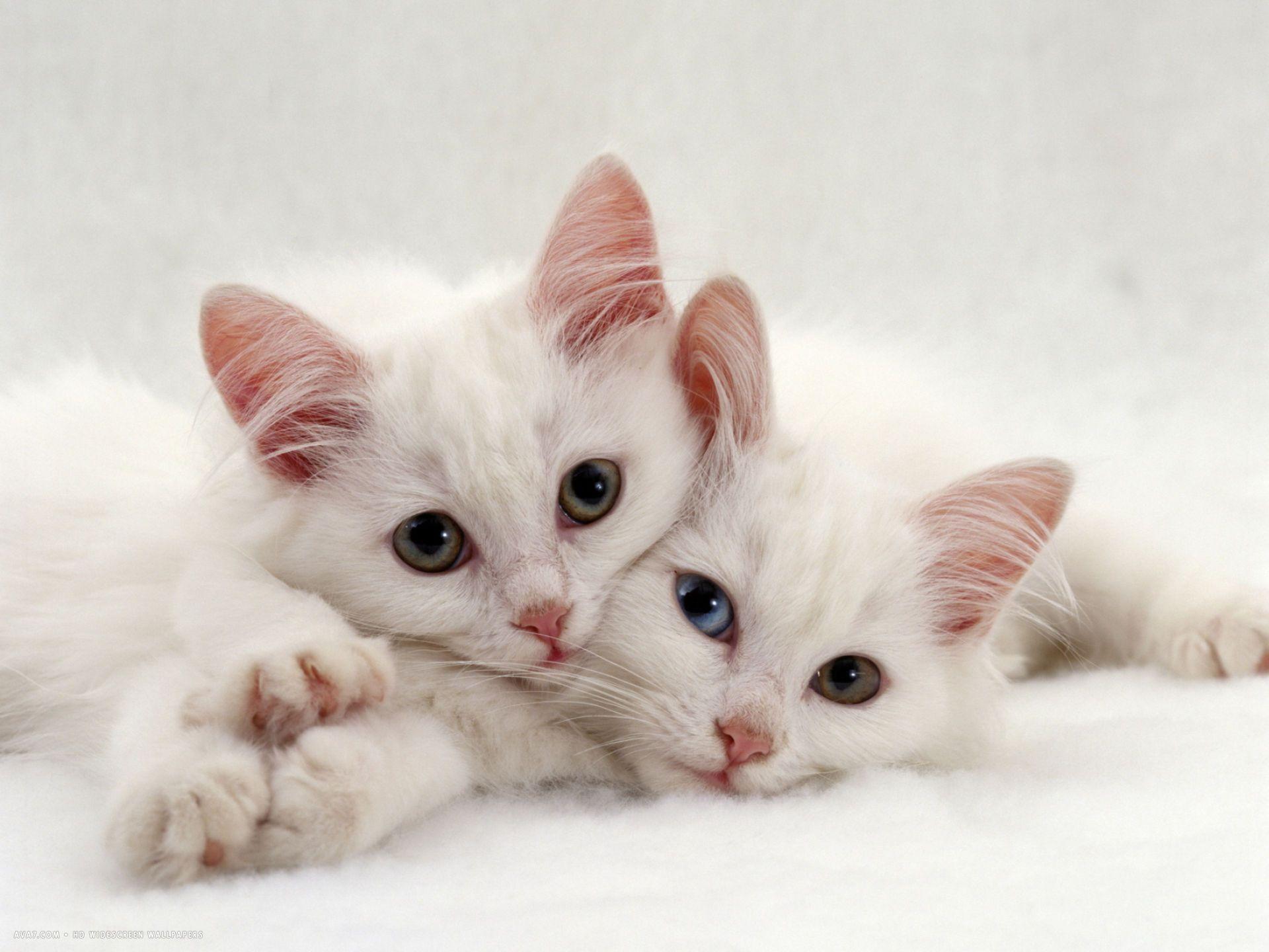 Kitten1bot. Белый котенок. Красивый белый котенок. Два красивых котëнка. Два белых котенка.